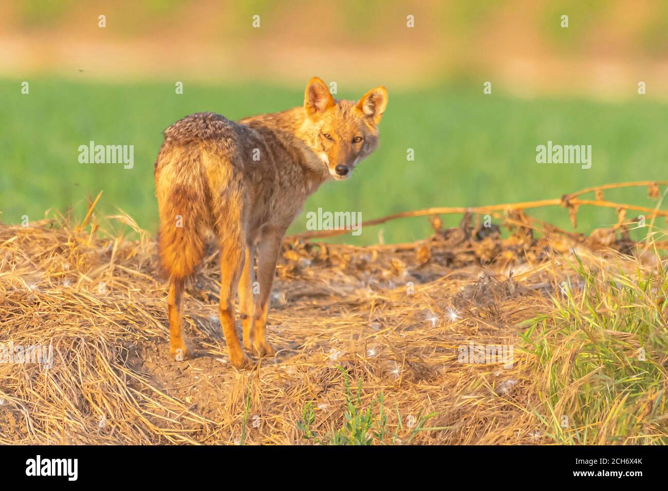 Golden Jackal (Canis aureus), also called the Asiatic, Oriental or Common Jackal, Photographed in Israel Stock Photo
