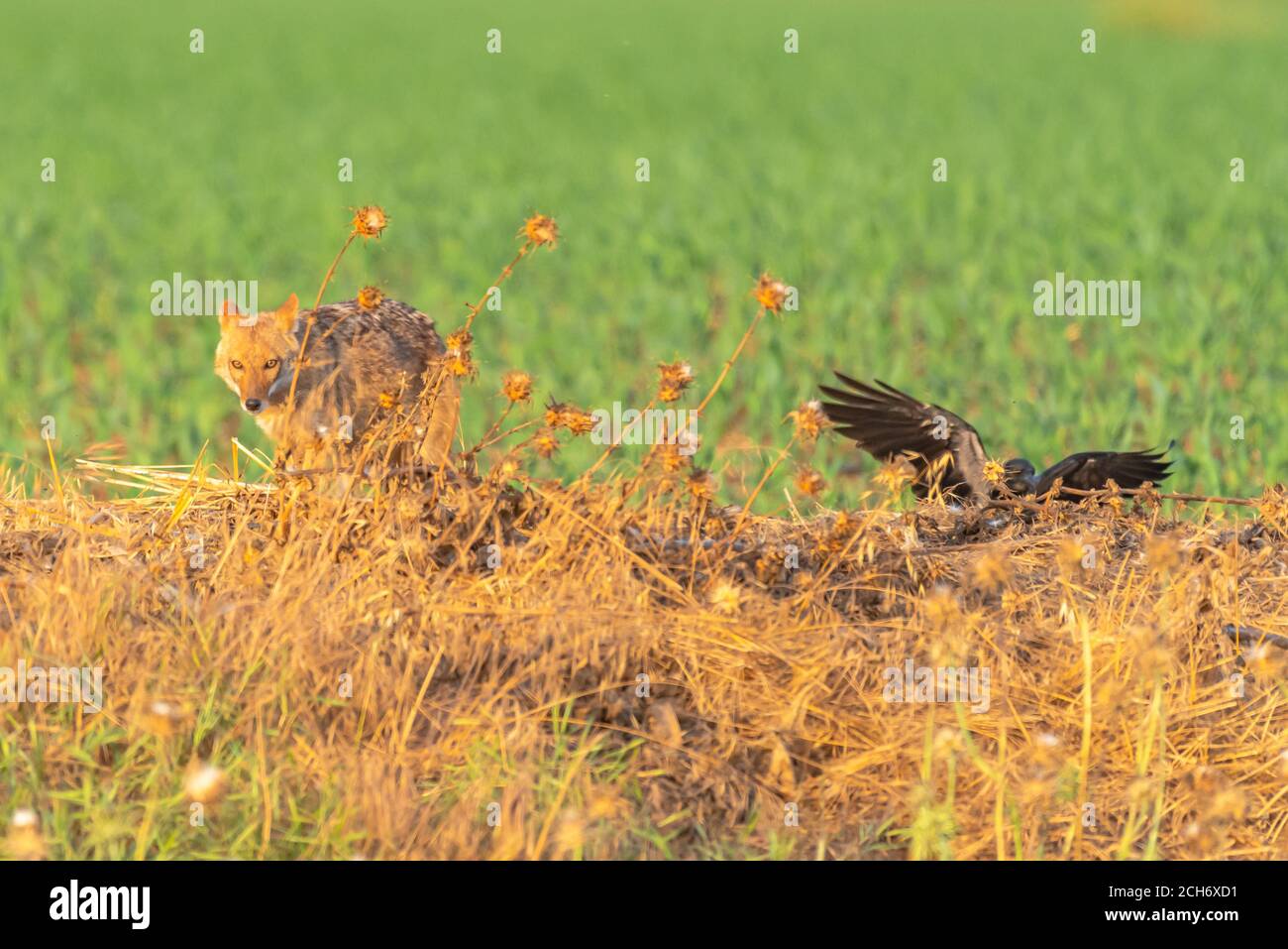 Golden Jackal (Canis aureus), also called the Asiatic, Oriental or Common Jackal, Photographed in Israel Stock Photo