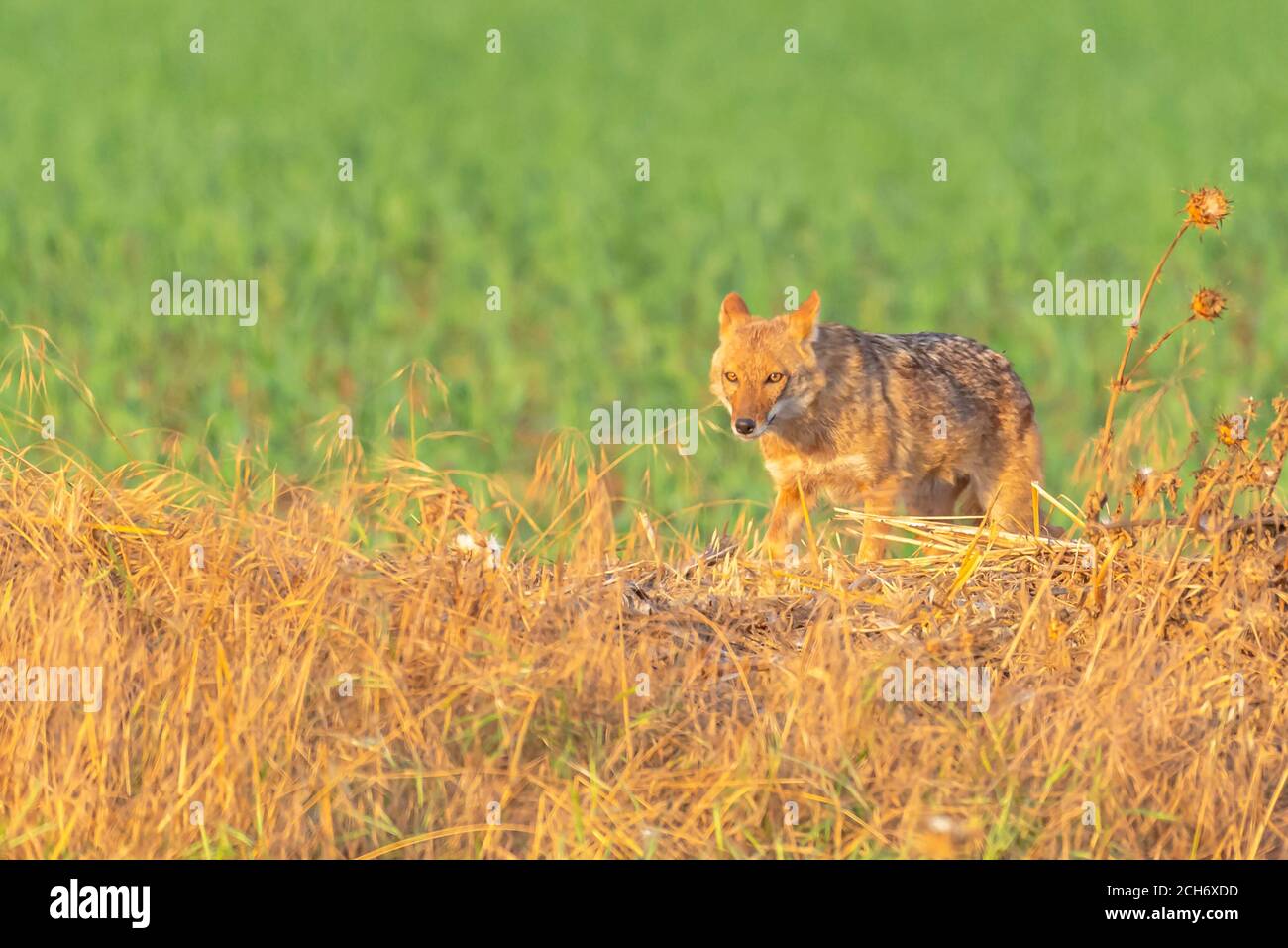 Golden Jackal (Canis aureus), also called the Asiatic, Oriental or Common Jackal, Photographed in Israel Stock Photo