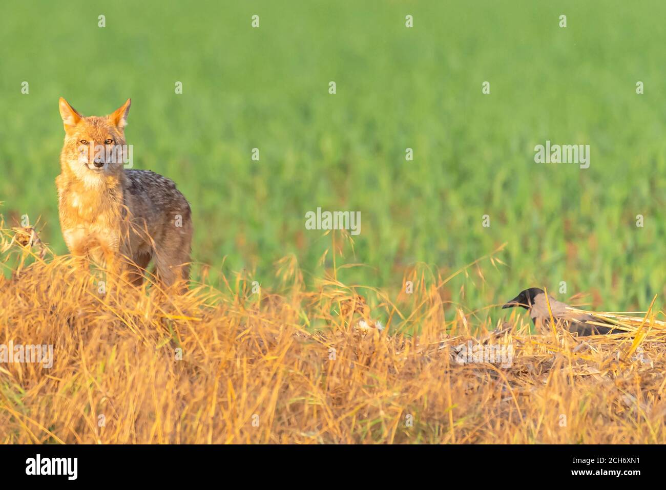 Golden Jackal (Canis aureus), also called the Asiatic, Oriental or Common Jackal, Photographed in Israel Stock Photo