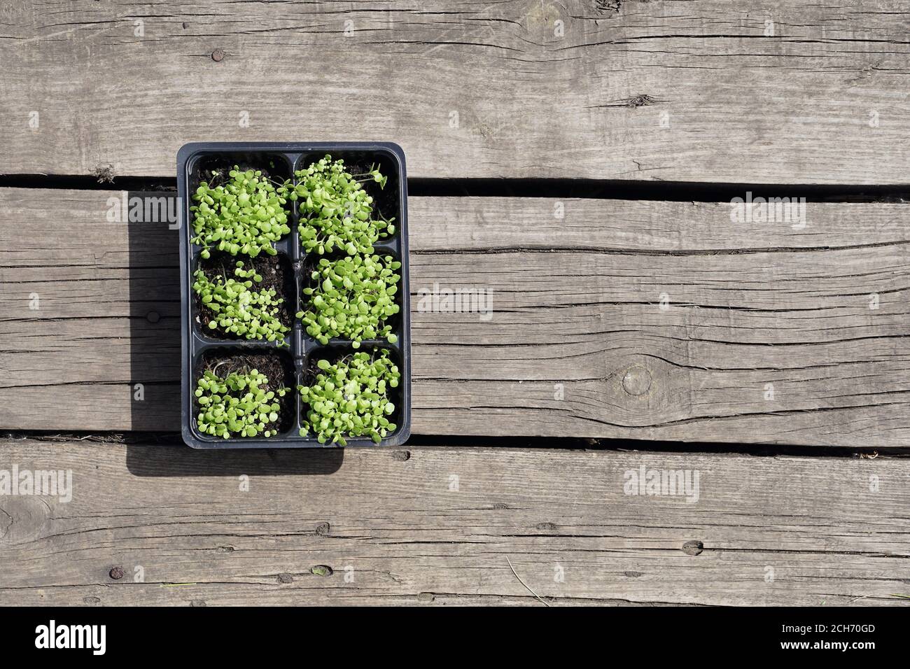 small green tobacco (Nicotiana rustica, mapacho, ) seedling in plastic ...