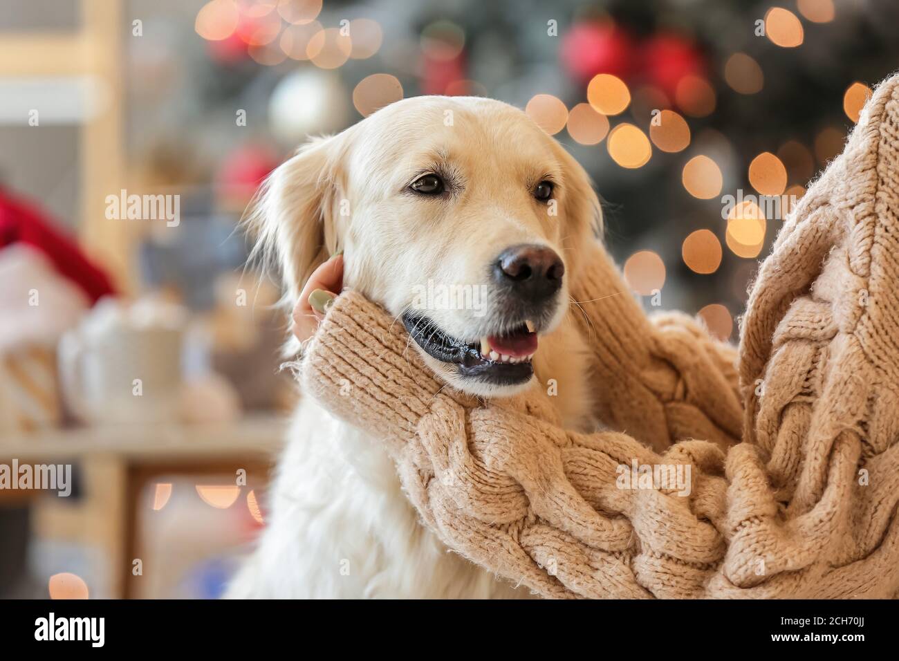 Cute dog with owner at home on Christmas eve Stock Photo Alamy