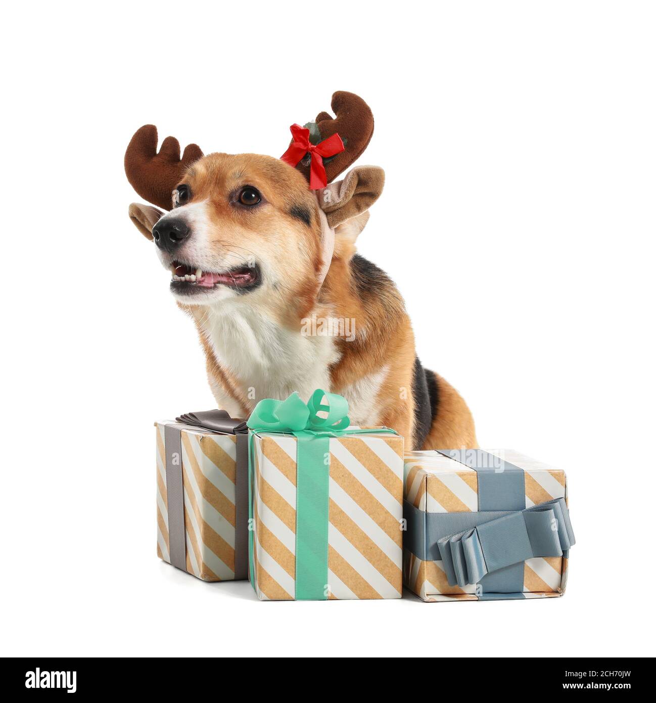 Cute dog with Christmas gifts on white background Stock Photo - Alamy