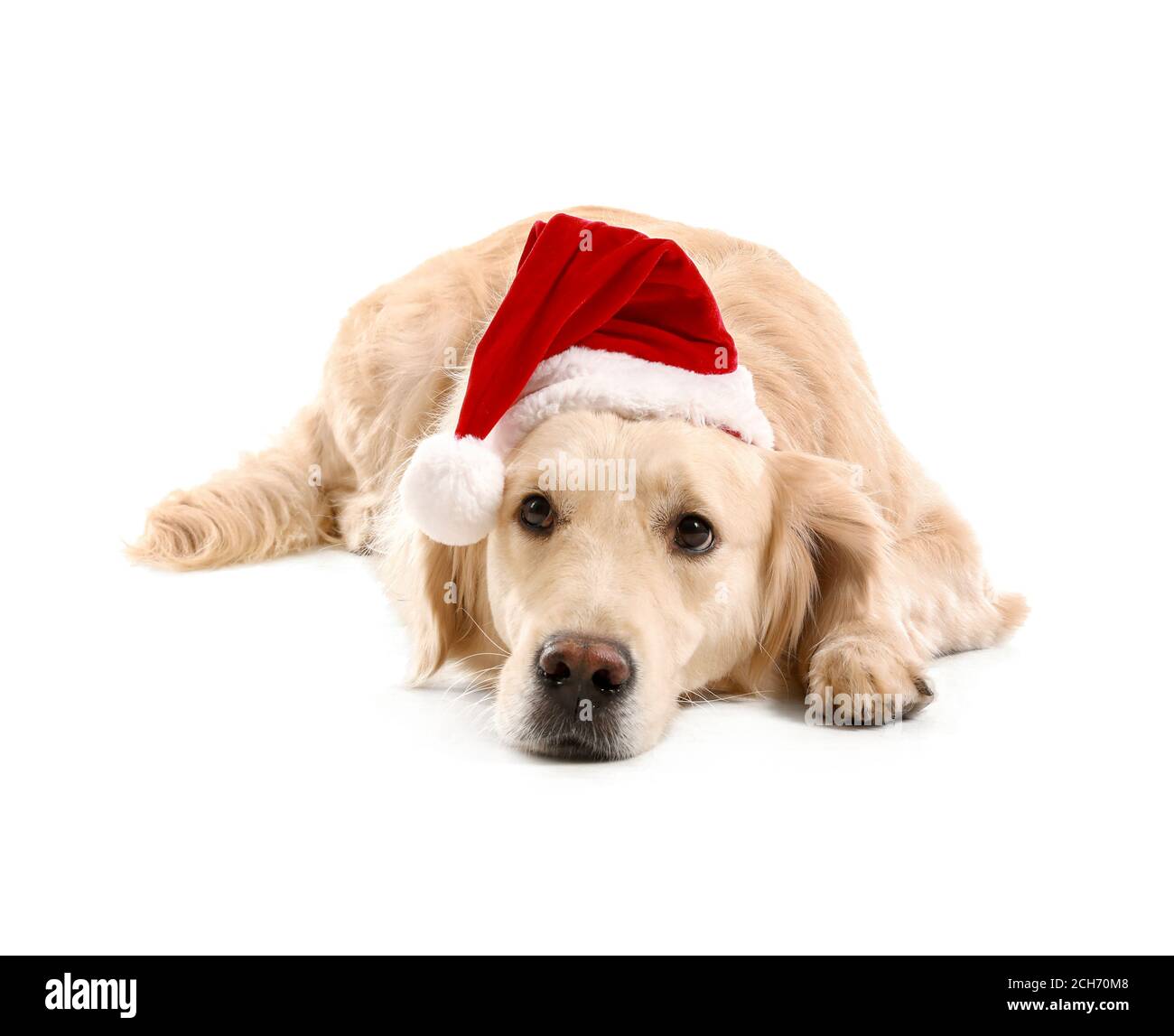Cute dog in Santa hat on white background Stock Photo - Alamy