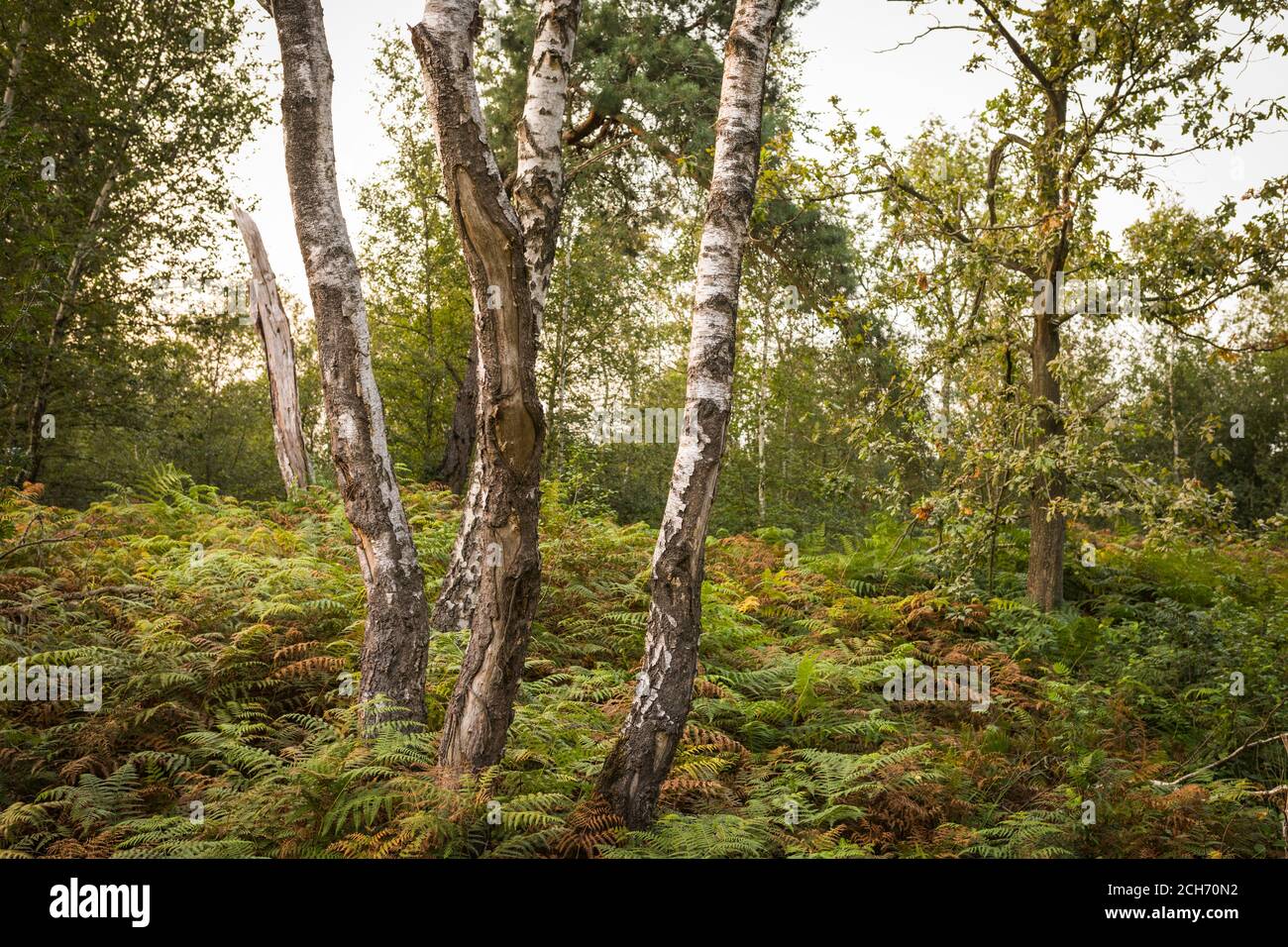 Landscape during sunset with ferns and birch trees at National Park 