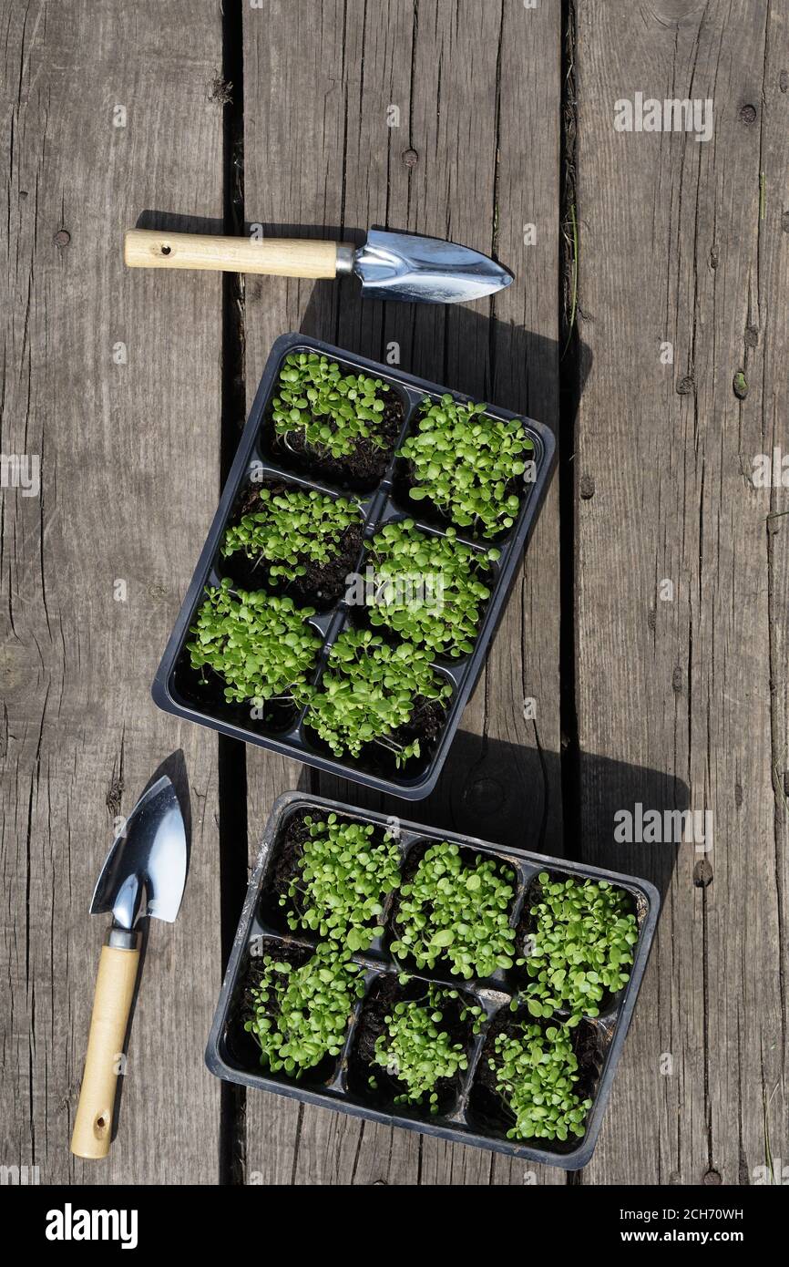 small green tobacco (Nicotiana rustica, mapacho, ) seedling in plastic ...