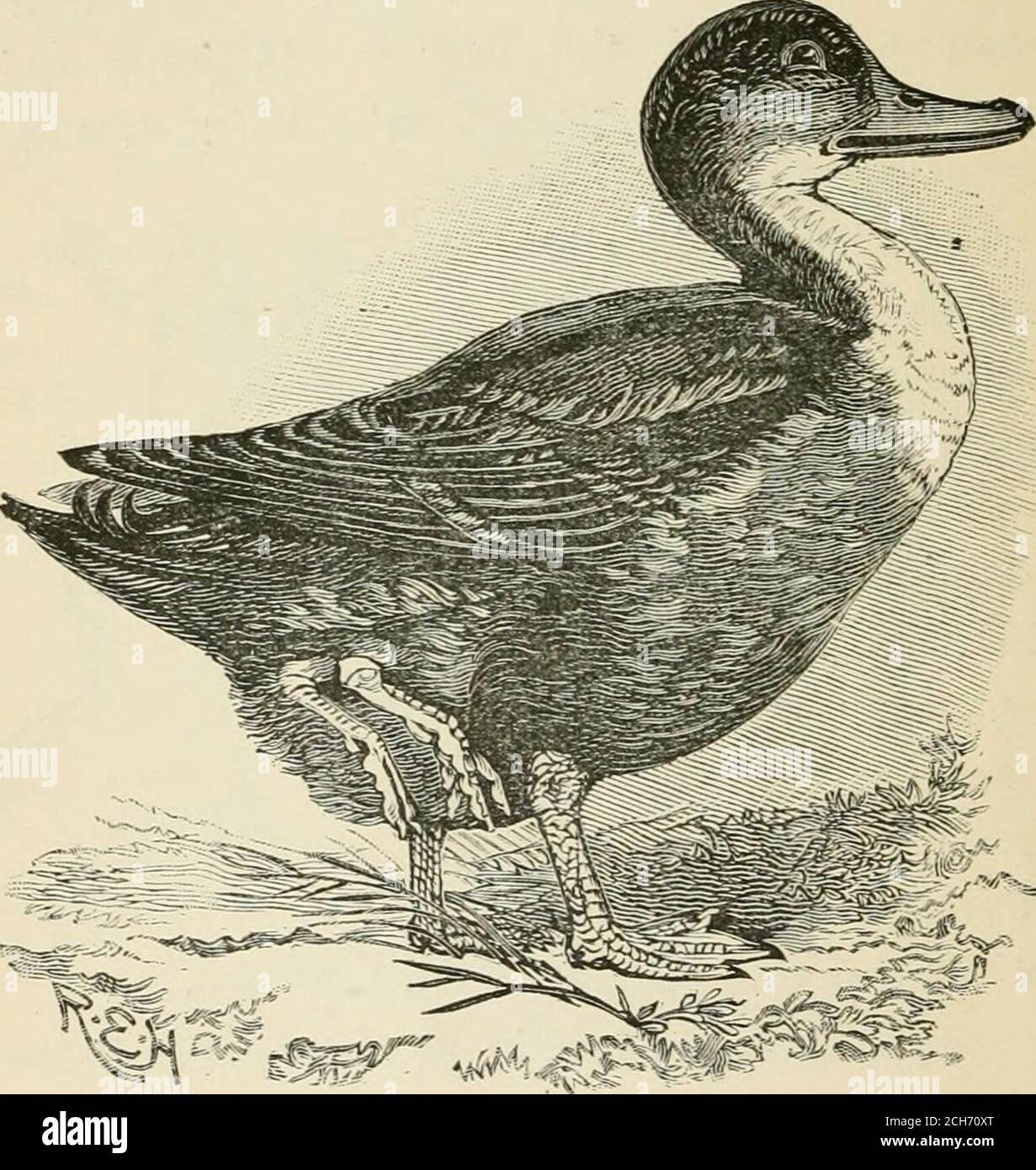 Evolution and disease . Fig. 73.— -A Frog {Raiiapalnstris),with  supernumerary hind Hmb.(After Tuckerman). 130 E VOL UTION AND DISEASE.  lived to twenty, thirty, or more years. Of the moreremarkable cases may