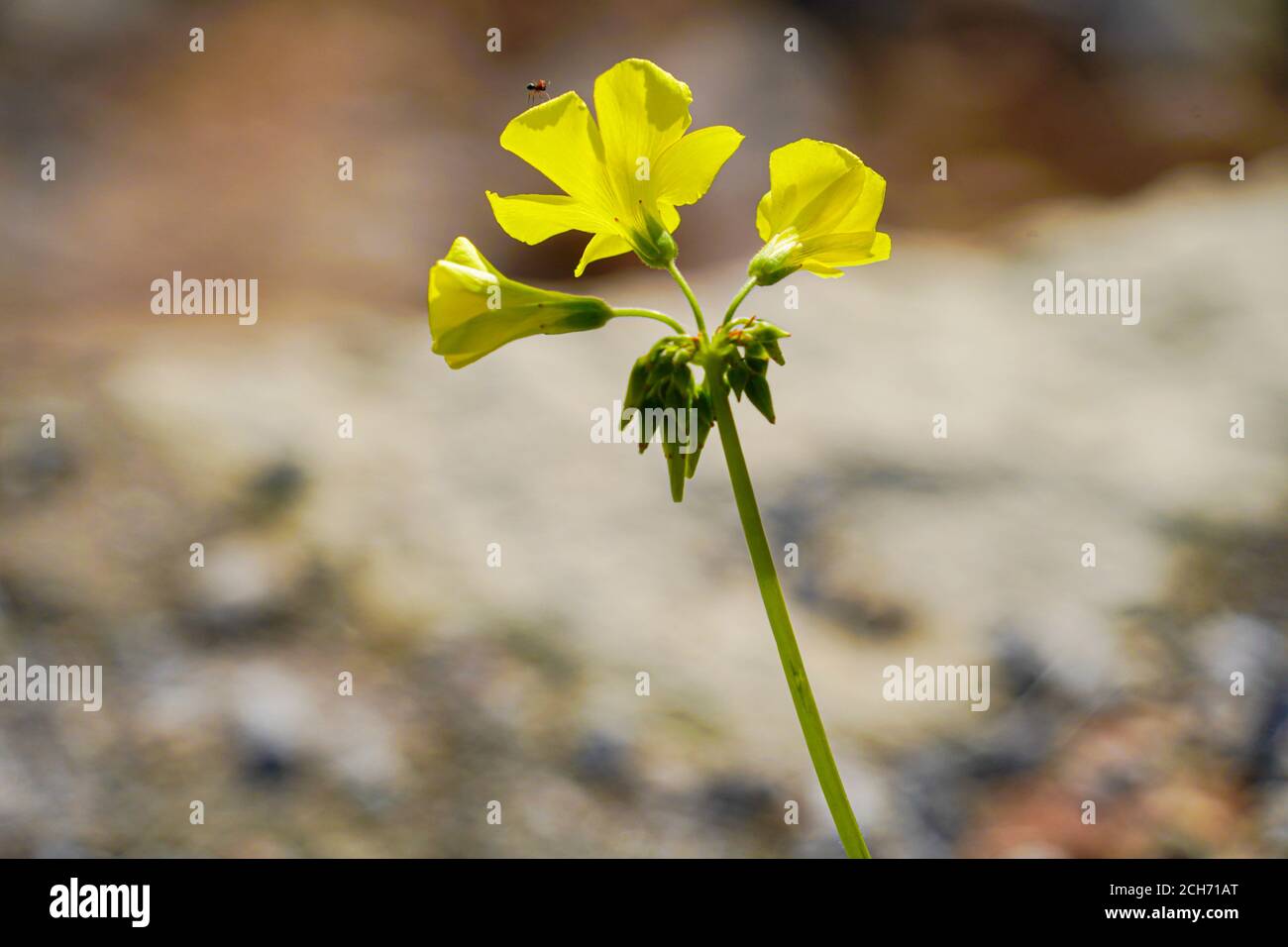 Yellow Bermuda buttercup (Oxalis pes-caprae) flowers. This species was introduced from South Africa and is now a widespread weed across the Mediterran Stock Photo