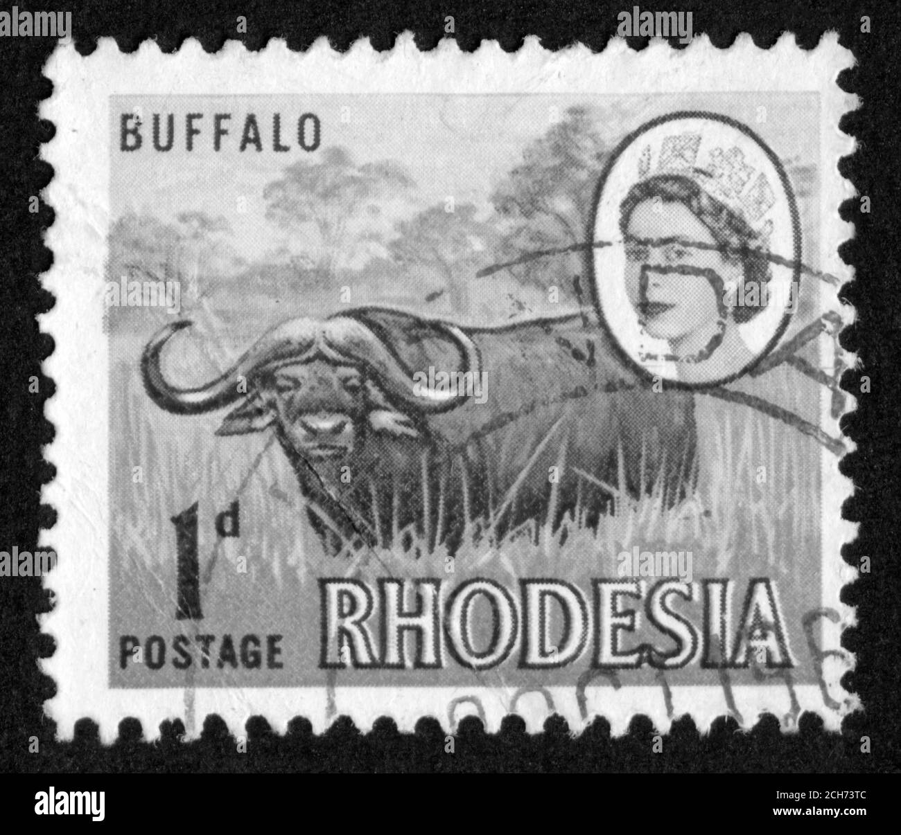 Stamp print in Rhodesia,buffalo Stock Photo