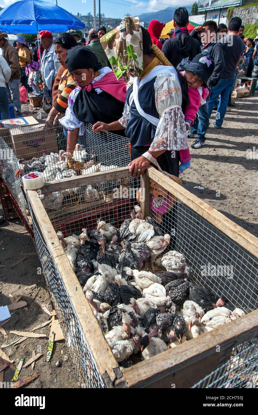 Potential buyers inspect a cage of turkeys and chickens at the Otavalo animal market at Otavalo in Ecuador. The market sells a variety of livestock. Stock Photo