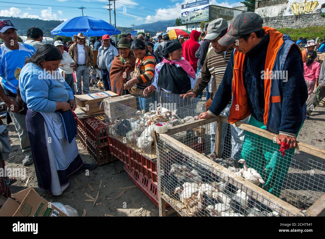 Potential buyers inspect a cage of turkeys and chickens at the Otavalo animal market at Otavalo in Ecuador. The market sells a variety of livestock. Stock Photo