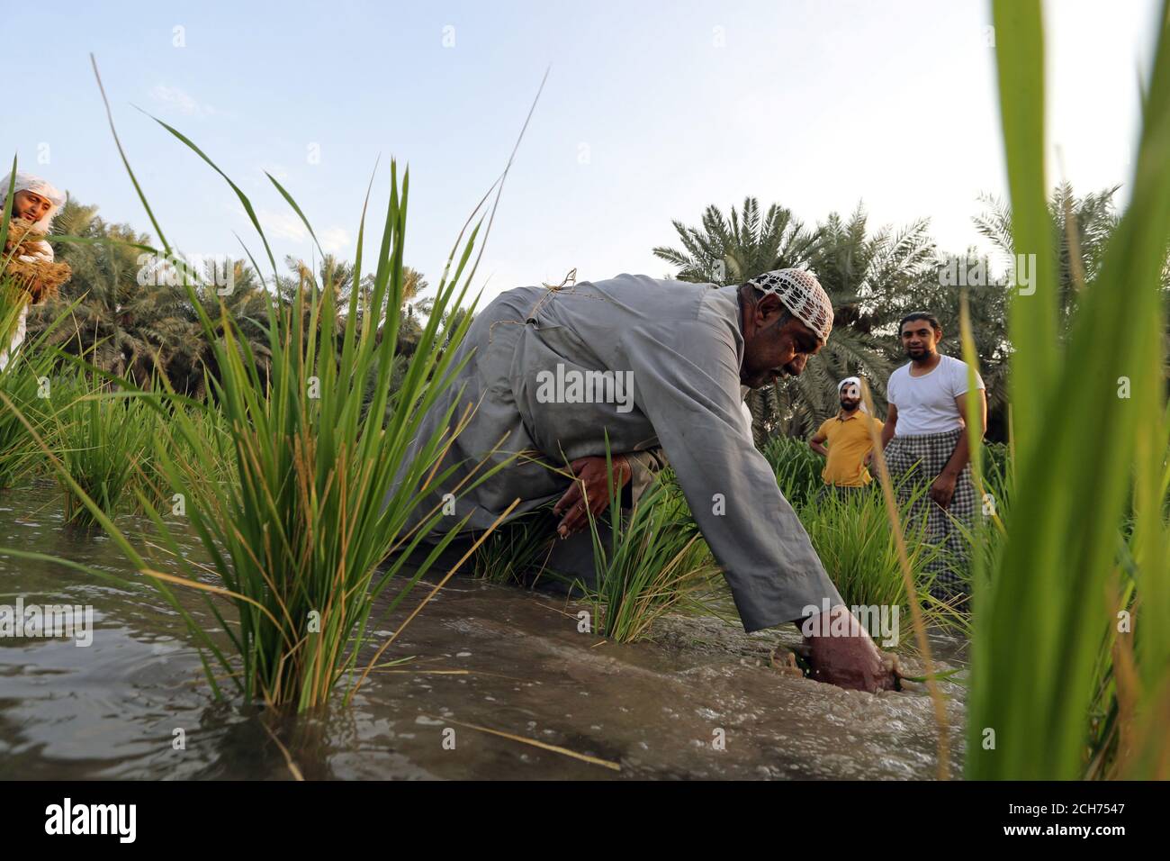 Hassawi hi-res stock photography and images - Alamy