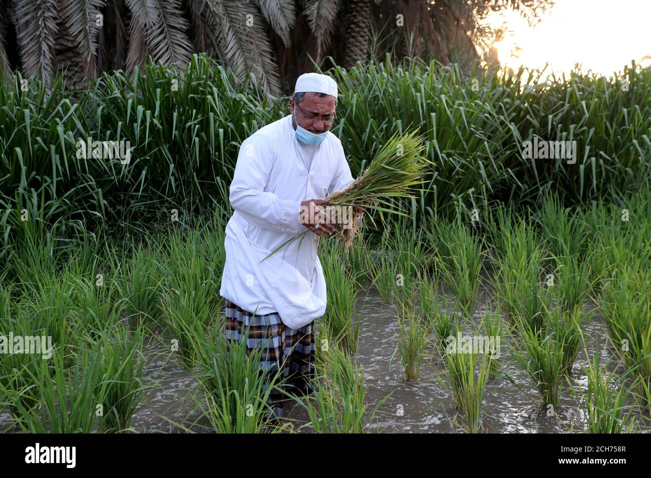 Hassawi hi-res stock photography and images - Alamy