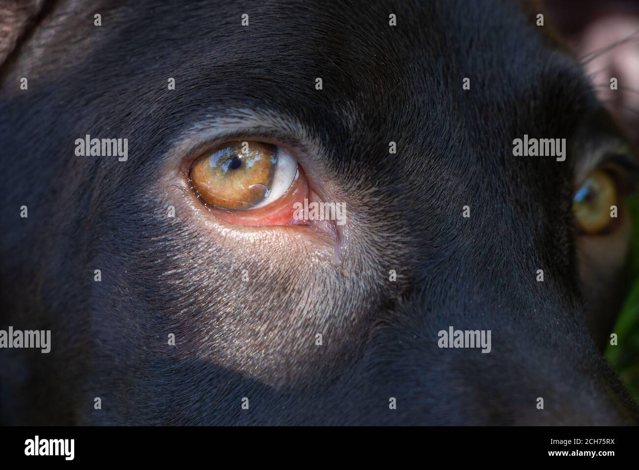 Close look over dog's eye Stock Photo Alamy