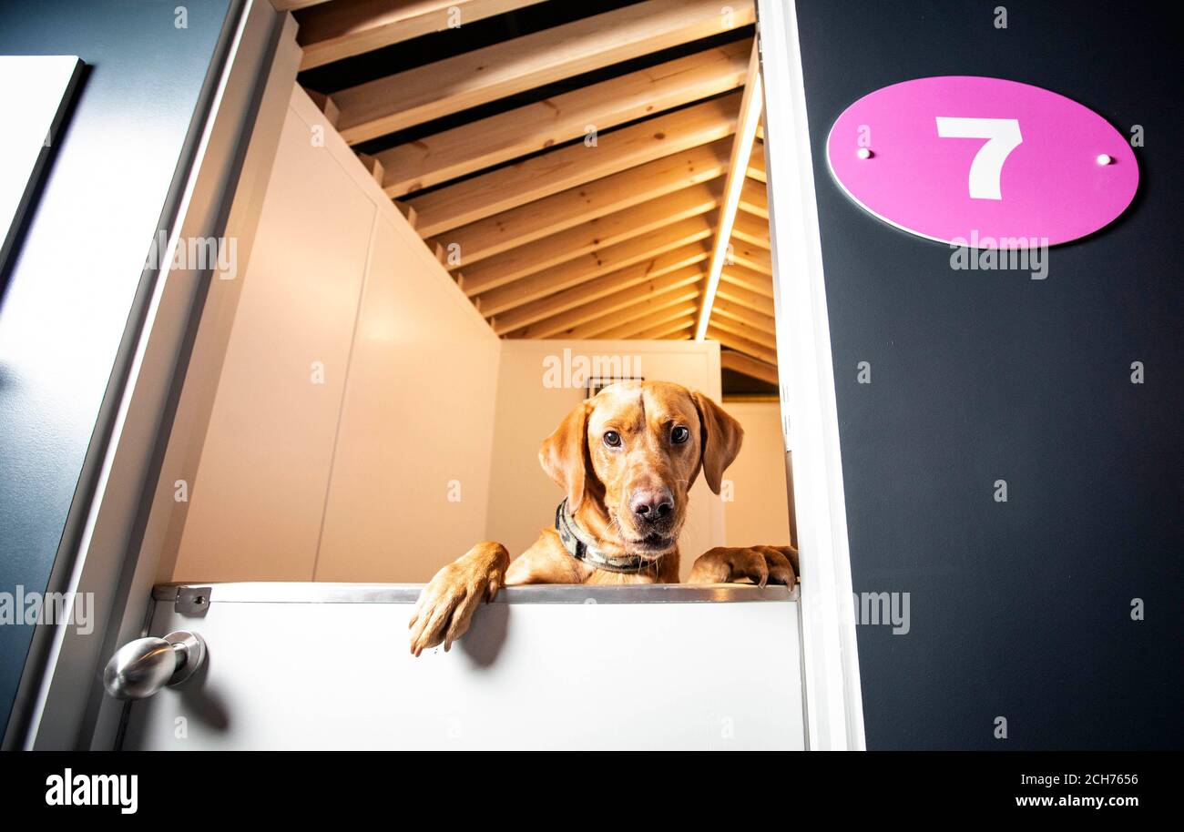 EDITORIAL USE ONLY Bruce the Labrador, at the opening of Urban Mutts