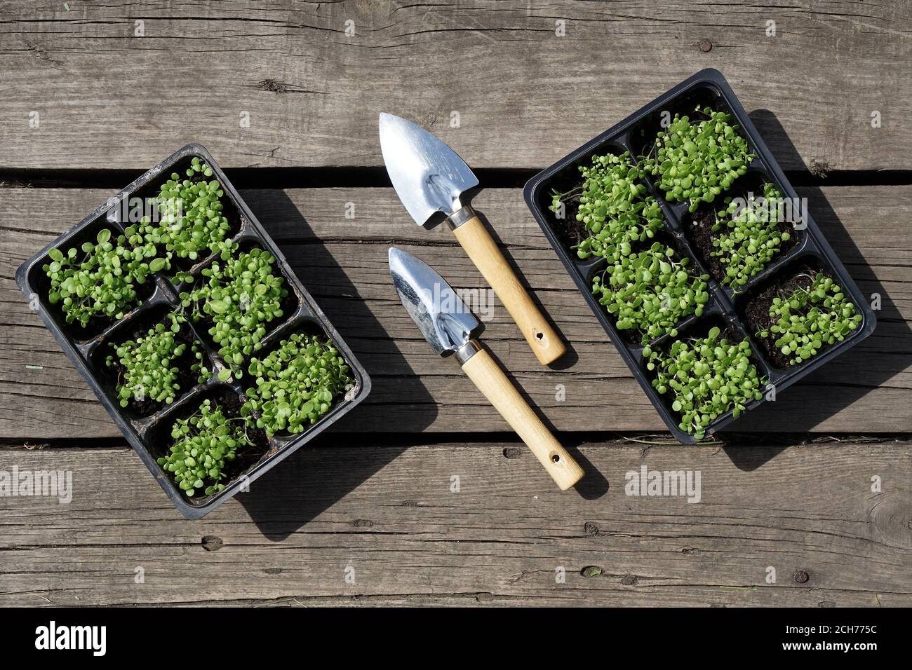small green tobacco (Nicotiana rustica, mapacho, ) seedling in plastic ...