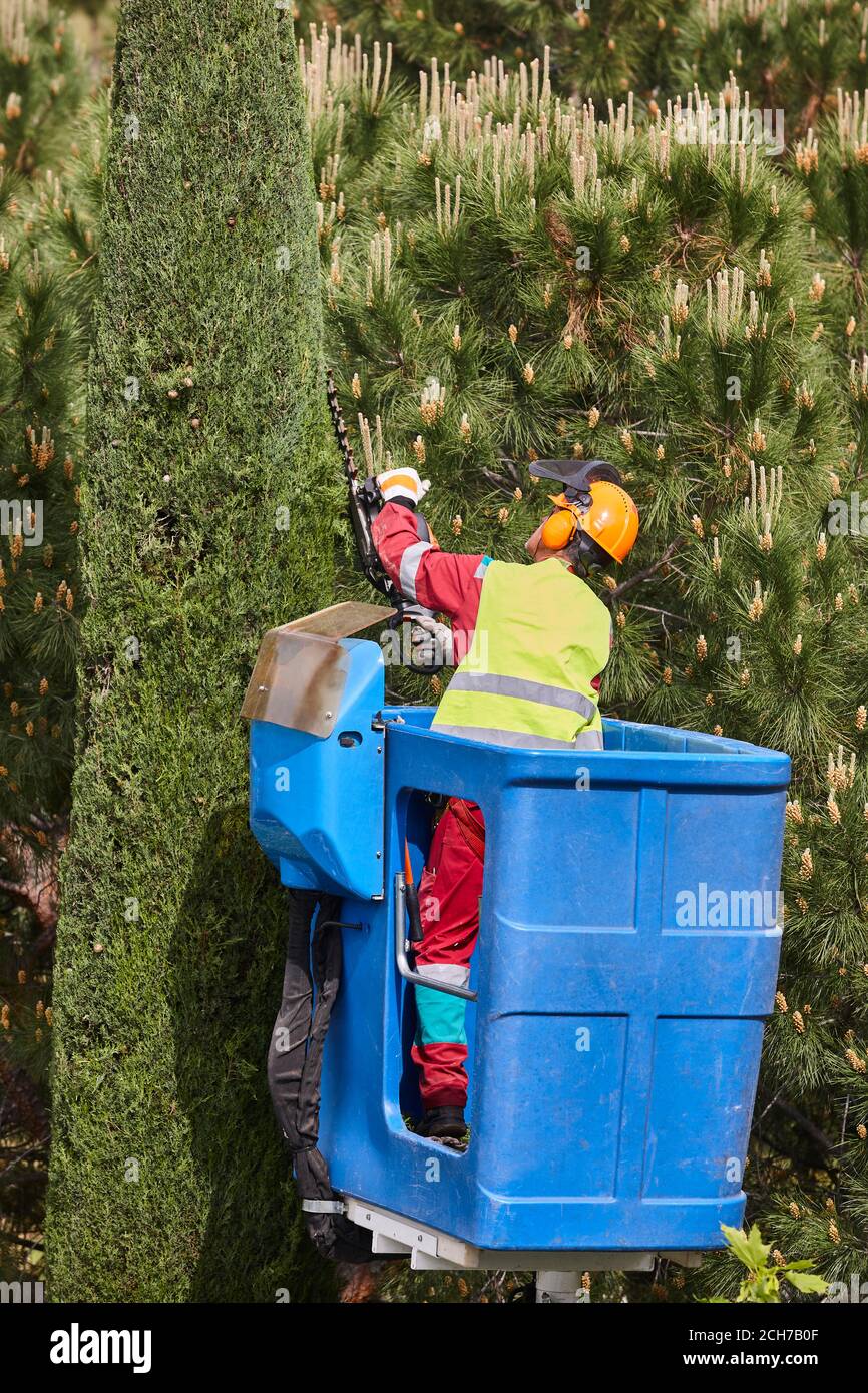 Gardener pruning a cypress tree with a chainsaw and a crane Stock Photo