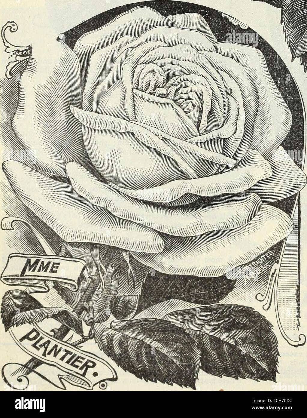 . Our new guide to rose culture : 1898 . th rosy crimson ; petals edged with white ;highly scented ; very desirable. 15 cts. each. MAD. PH. DEWOLFS. Resembles the old Cabbage or One-hun-dred-leaved Rose ; the flowers very full andfragrant; color deep crimson red, veinedwith violet crimson shading to peachy red;exceedingly handsome Rose. 15 cts. each. MAD. VICTOR VERDIER.* Rich, bright cherry red, changing to satinyrose ; large, full and fragrant. 15 cts. each. MADLLE ANNIE WOOD. A magnificent variety; flowers very largefine full form; color brilliant violet crim-son ; exquisite fragrance ; a p Stock Photo