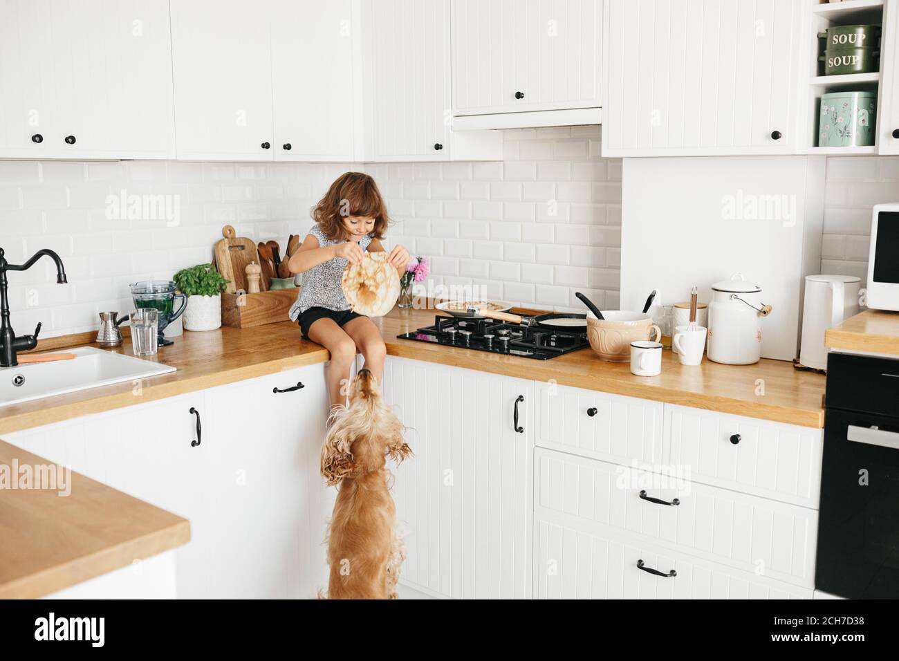 Child girl give pancake to english cocker spaniel dog at the kitchen. Casual lifestyle photo