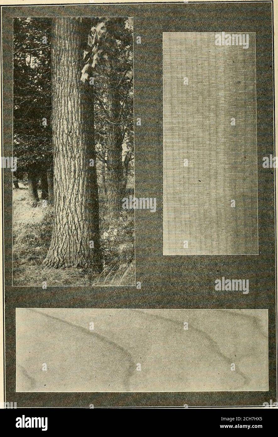 . Documentary journal of Indiana 1905 . No. 17. Slippery elm.Body of tree. Longitudinal sectiou. TaDgential section.. No. IS. Yellow poplar.Body of tree. Longitudinal section. Tangential section. Stock Photo