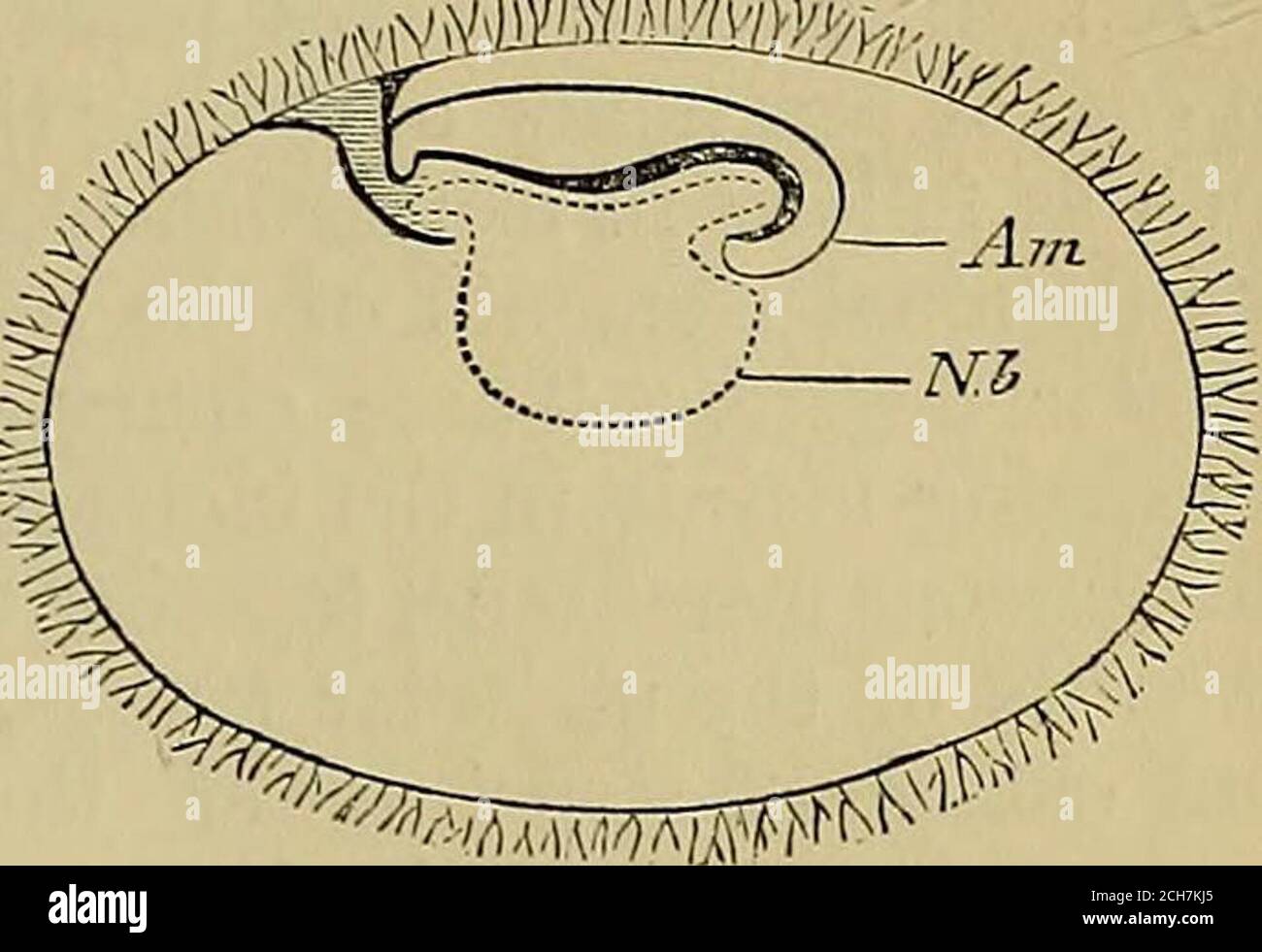 . Quain's elements of anatomy . face, the form of the external auricle, and the form and attitude of the limbs. Fig. 670. Fig. 670.—Diagrammatic section of the EARLY HUMAN OVUM ACCORDING TO HiS. (From Balfour after His).Am, amnion ; Nb, umbilical vesicle. It Avould have been desirable to givesome account at this place of the rate ofprogress and the peculiarities of formand structure belonging to the successivestages of early growth and developmentin the human embryo ; but the want ofspace and the paucity of materials forsuch an account as would be satisfactoryforbid the attempt for the present Stock Photo