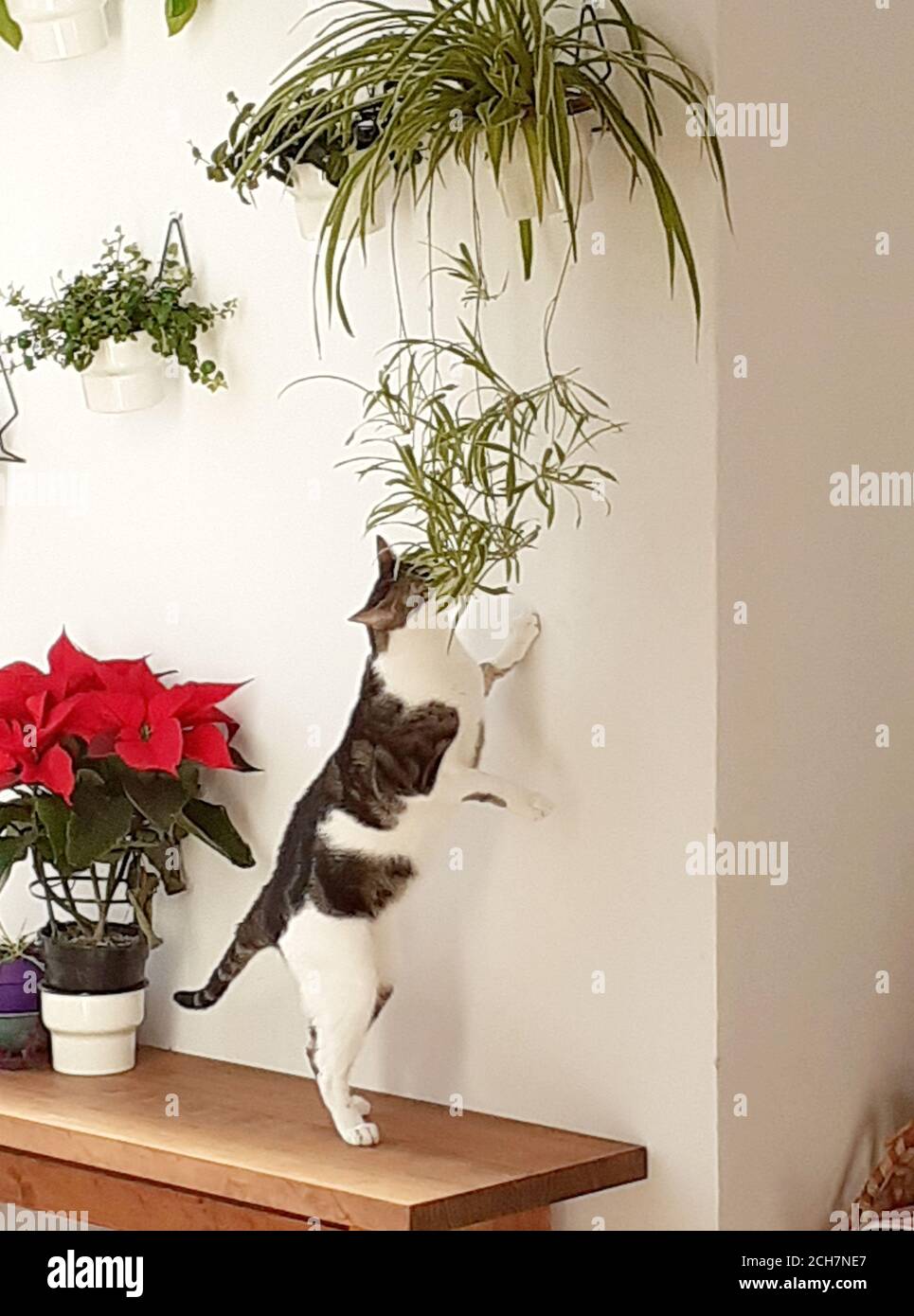 Cats eating plants hi-res stock photography and images - Alamy