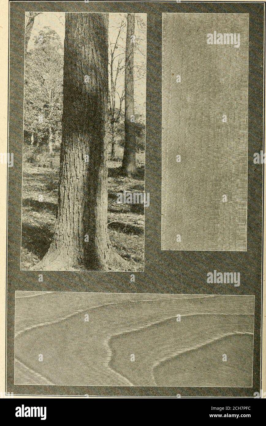 . Documentary journal of Indiana 1905 . No. 15. Chinquapin oak.Body of tree. Longitudinal section. Tangential section.. No. 16. American elm.Body of tree. Longitudinal section. Tangential section. Stock Photo