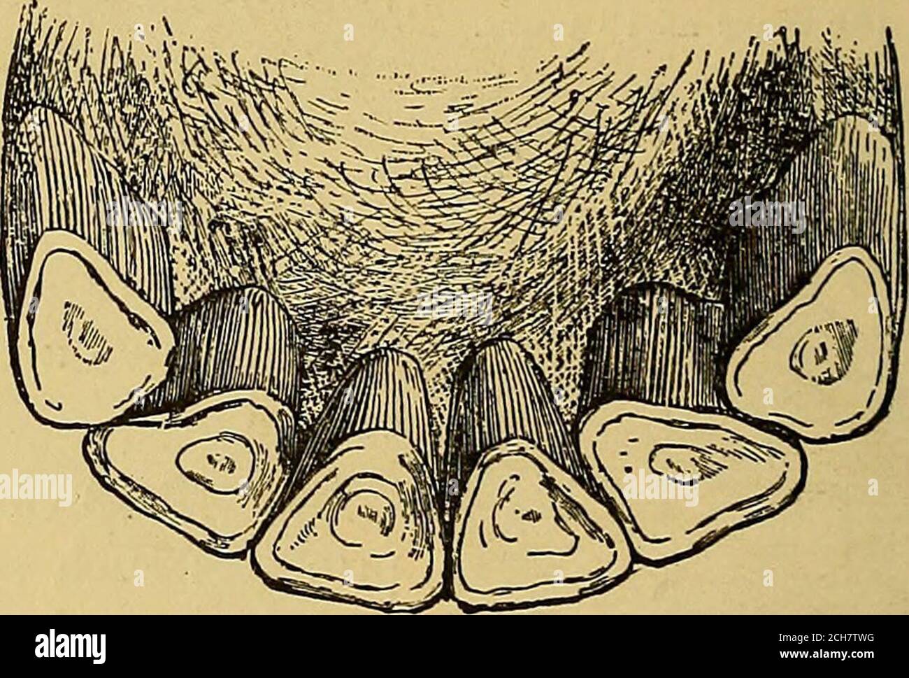 Rasping teeth hi-res stock photography and images - Alamy