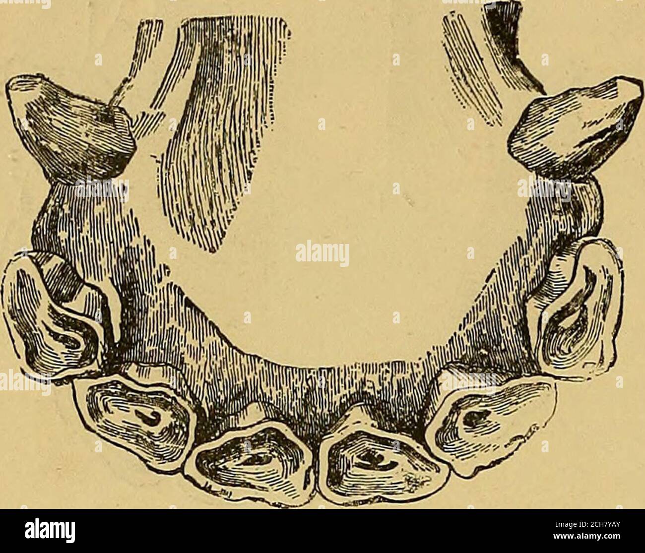 Rasping teeth hi-res stock photography and images - Alamy