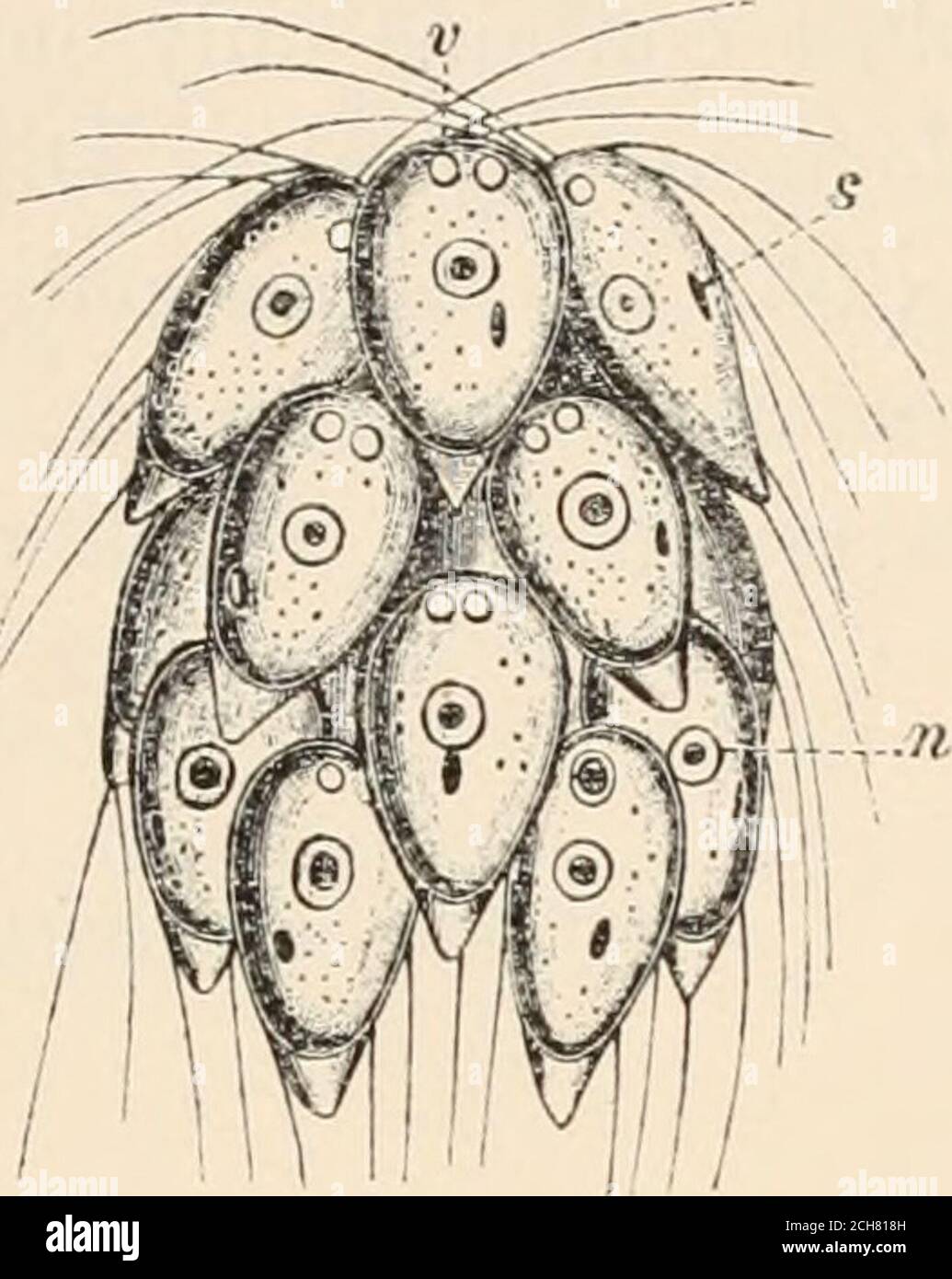 Algae Vol I Myxophyceae Peridinieae Bacillarieae Chlorophyceae Together With A Brief Summary Of The Occurrence And Distribution Of Freshwat4er Algae Fig 98 A G Carterin Mw I S Fresen Dill A And B Vegetative Cells Zoogonidia
