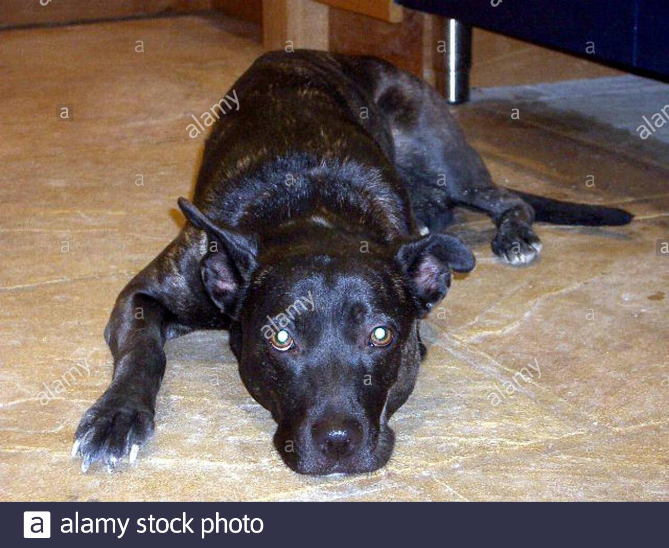 certain yapping dogs for short