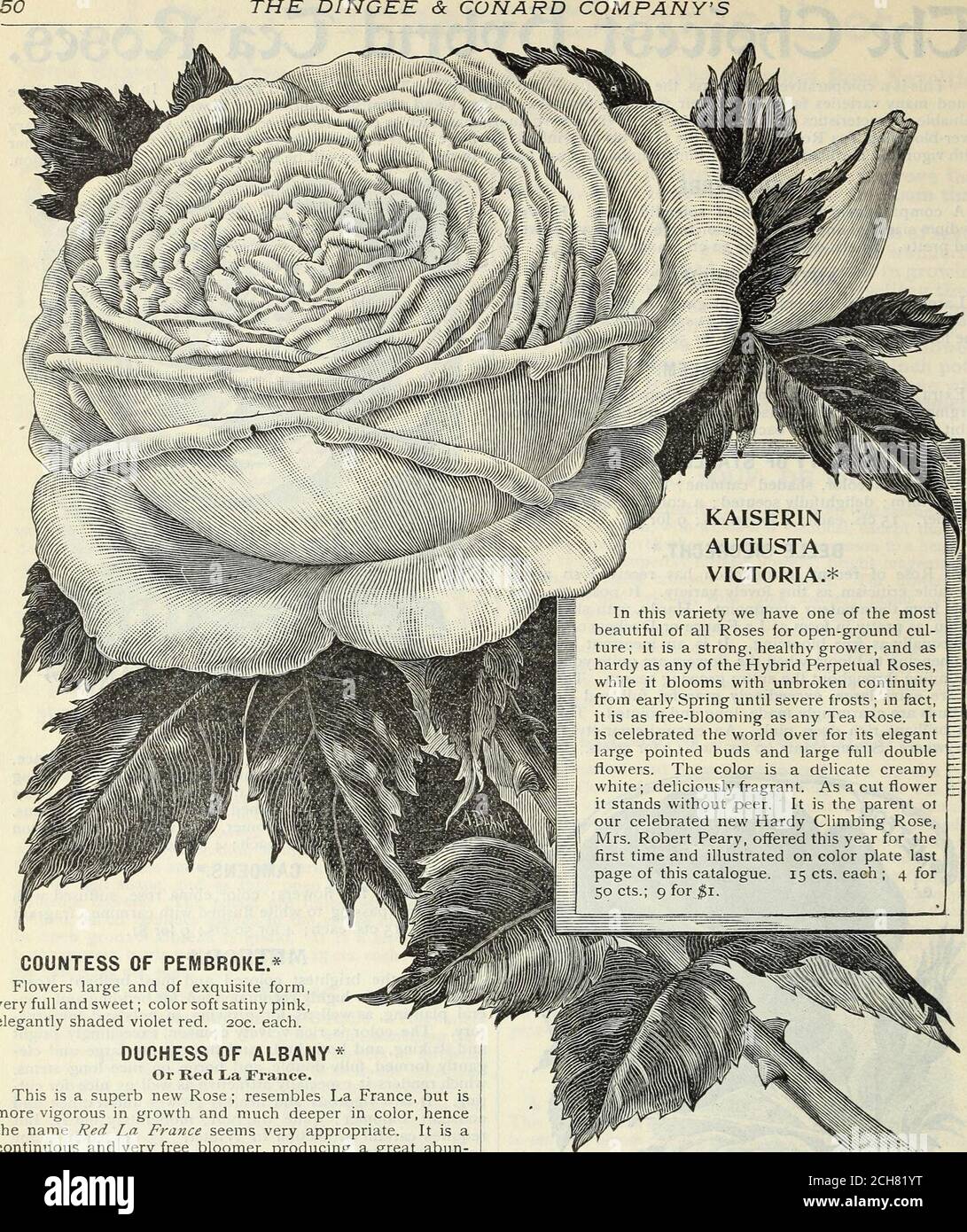Our New Guide To Rose Culture 1898 Ardy Butrequires Careful Protection In Winter 15 Cts Each 4 For50 Cts 8 For 1 Mad Pernet Ducher Very Pretty Flowers Semi Double Pretty flowers can make you happier.