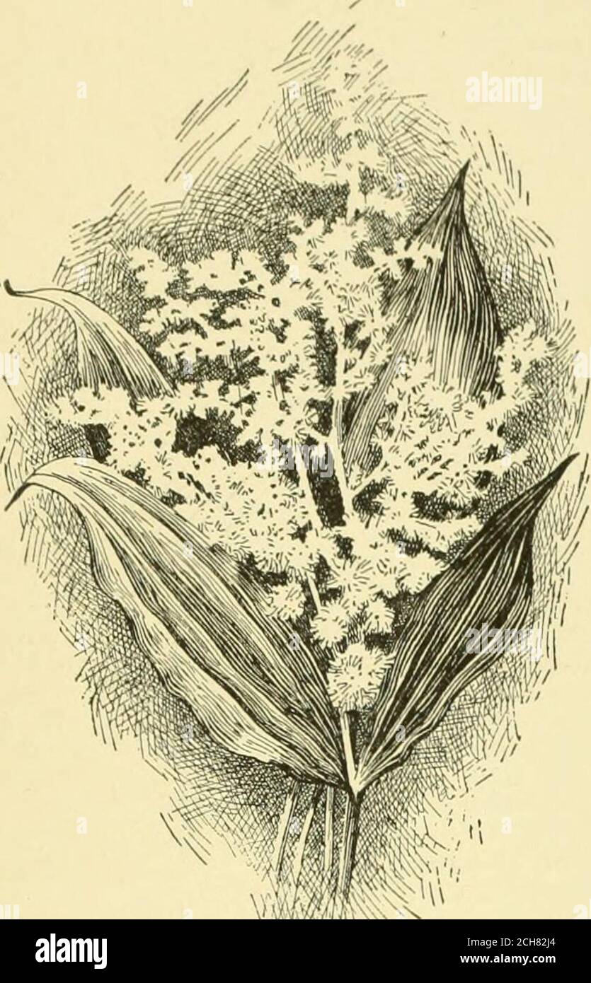 Cyclopedia Of American Horticulture Comprising Suggestions For Cultivation Of Horticultural Plants Descriptions Of The Species Of Fruits Vegetables Flowers And Ornamental Plants Sold In The United States And Canada Together With