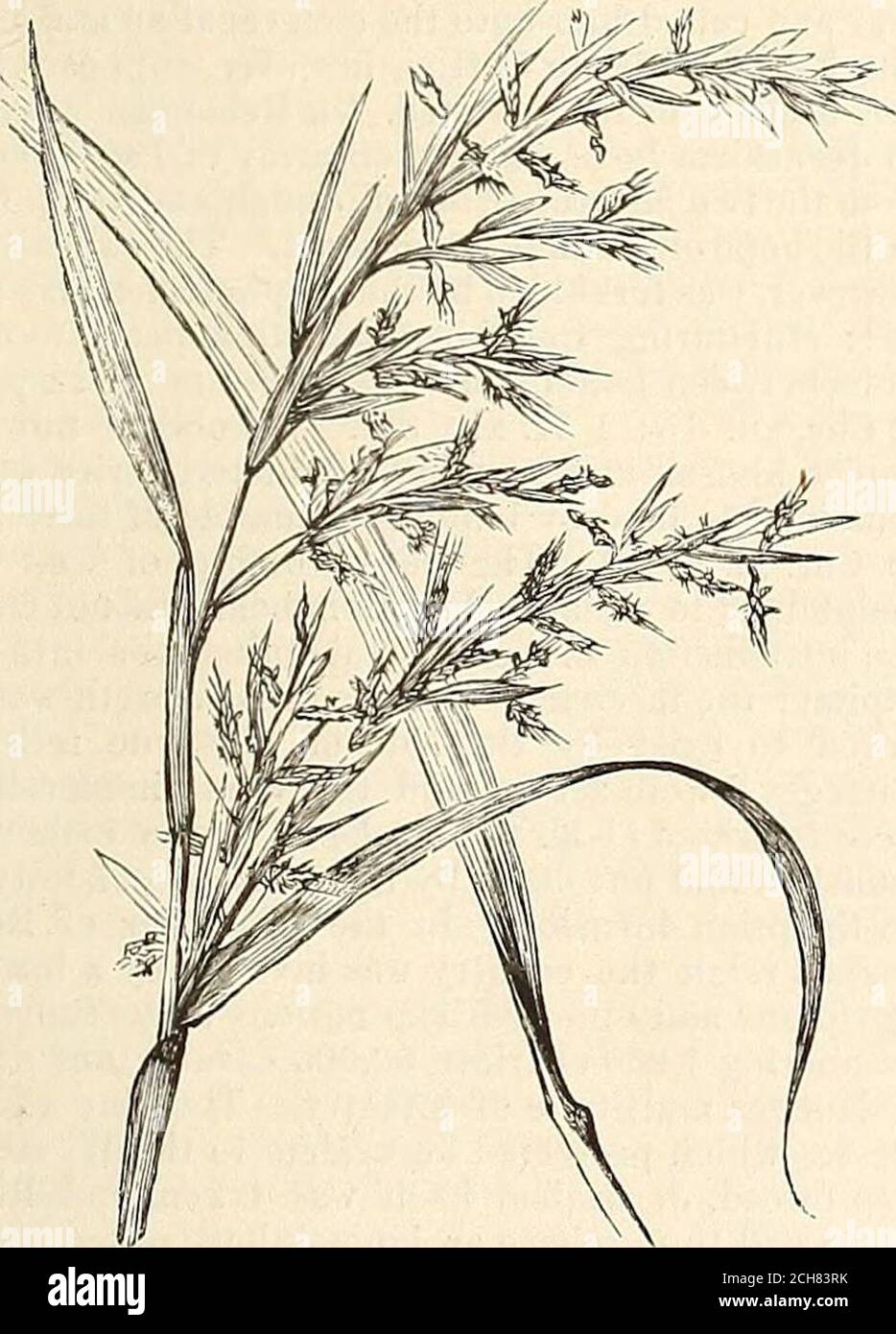 A Comprehensive Dictionary Of The Bible . Ulms Of This Huge Grass Are In  Much De-Mand For Fishing-Rods, &C. Some Kind Of Fragrantreed Is Denoted By  Kuneh In Is. Xliii. 24;
