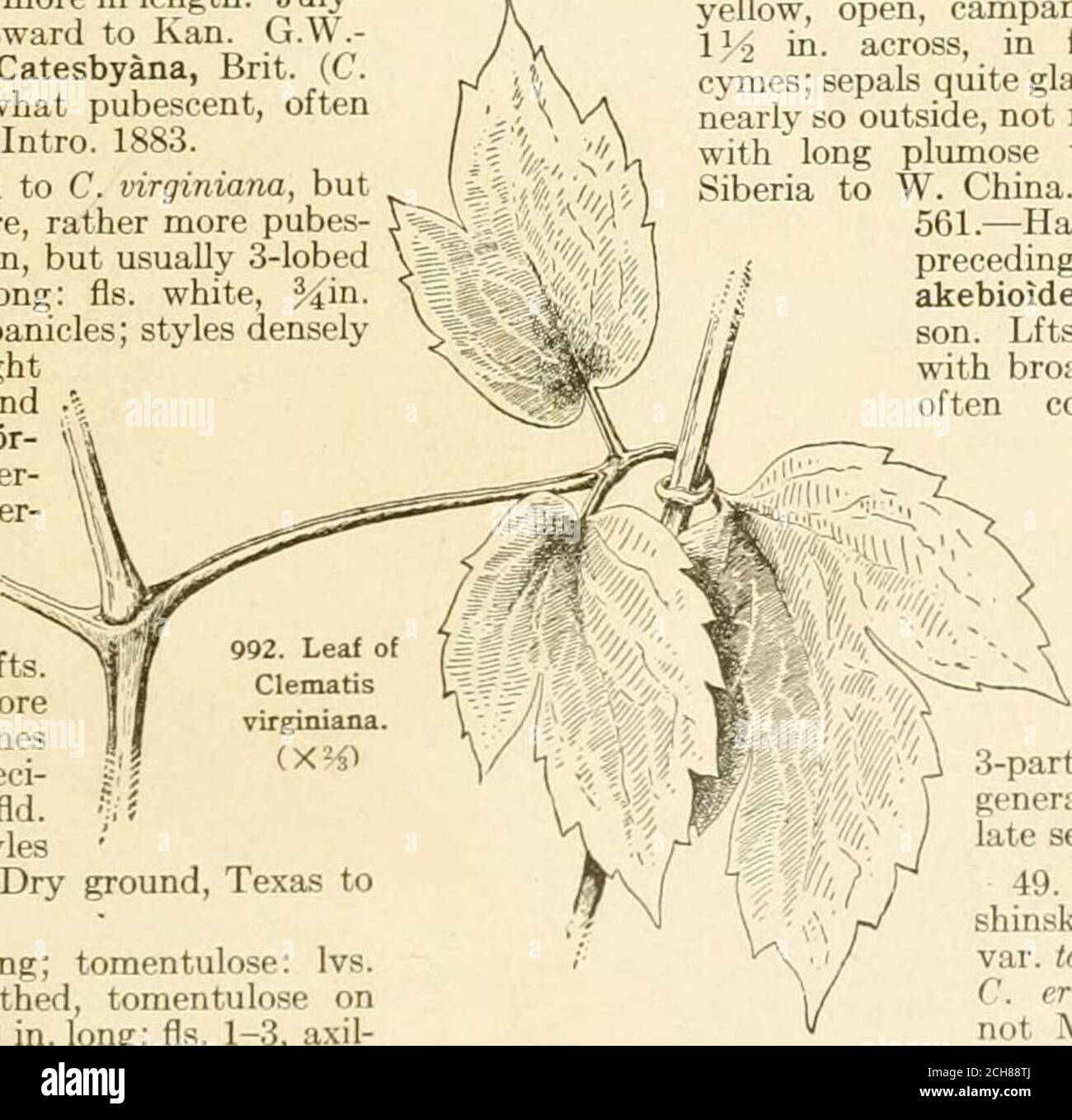 . The standard cyclopedia of horticulture; a discussion, for the amateur, and the professional and commercial grower, of the kinds, characteristics and methods of cultivation of the species of plants grown in the regions of the United States and Canada for ornament, for fancy, for fruit and for vegetables; with keys to the natural families and genera, descriptions of the horticultural capabilities of the states and provinces and dependent islands, and sketches of eminent horticulturists . F.S.4:3746 (pi. 336); 6:.548. R.H. 1855:321; 1899, p.530. J.F. 2:128. P.F.G. 2, p. 67. Gng. 5:227.V. 3:362 Stock Photo