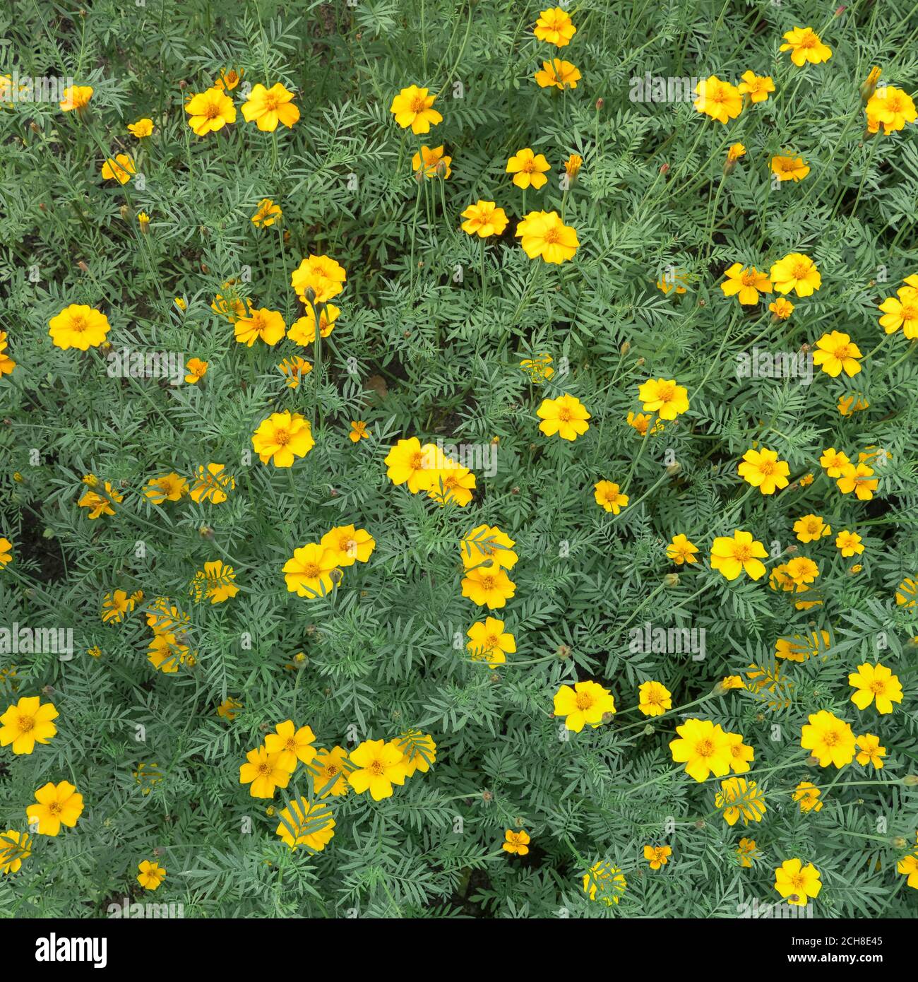 Yellow flowers in nature, top view Stock Photo