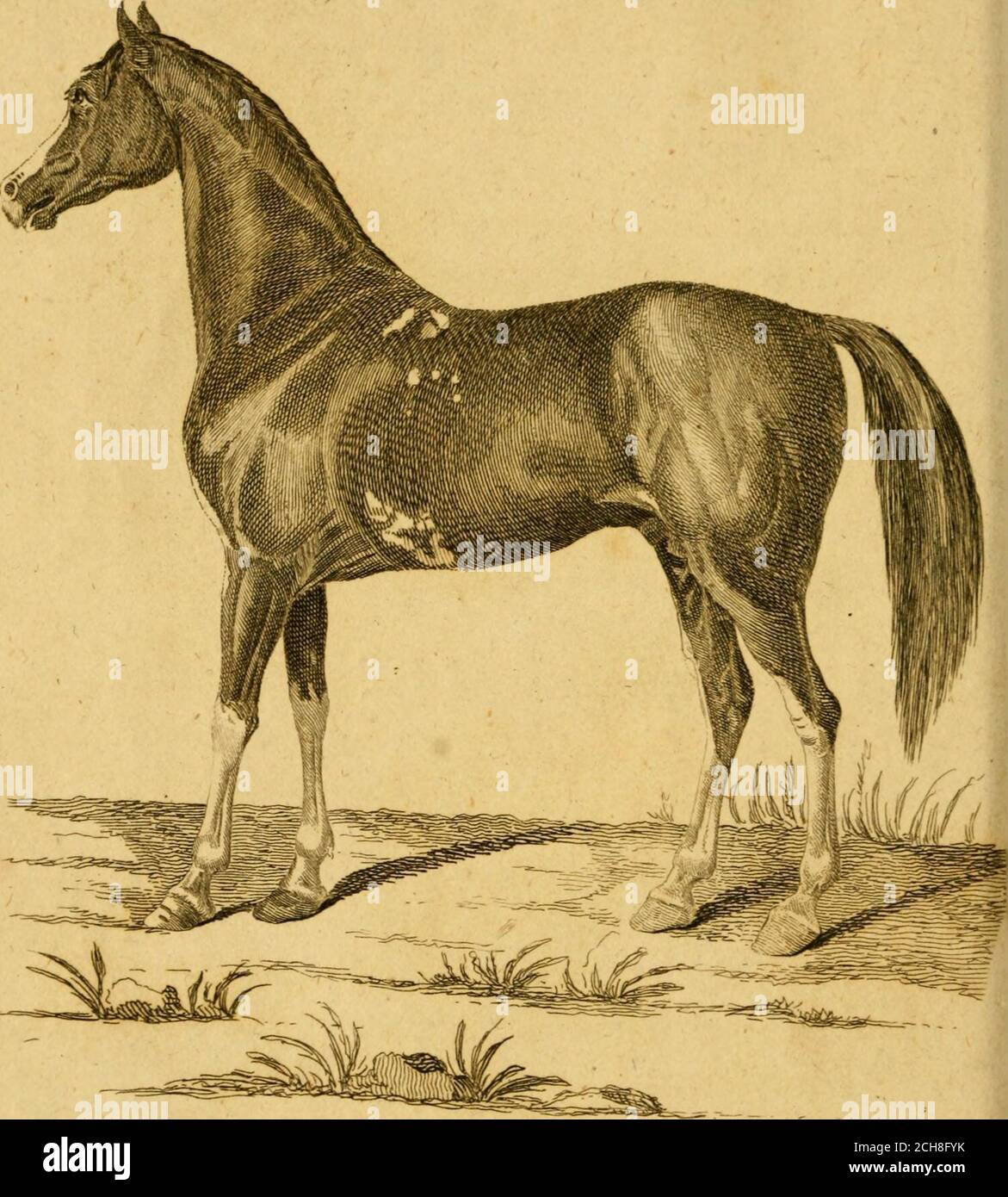 British Zoology Class I Quadrupeds D I V I Hoofed Sect I Whole Hoofed Ii Cloven Hoofed Sect I Hoof Confifting Of One Piece Six Cutting Teeth In Each Jaw Rciijyn Quad British Zoology Class I Quadrupeds D I V I Hoofed Sect I Whole Hoofed Ii Cloven Hoofed Sect I Hoof Confifting Of One Piece Six Cutting Teeth In Each Jaw Rciijyn Quad