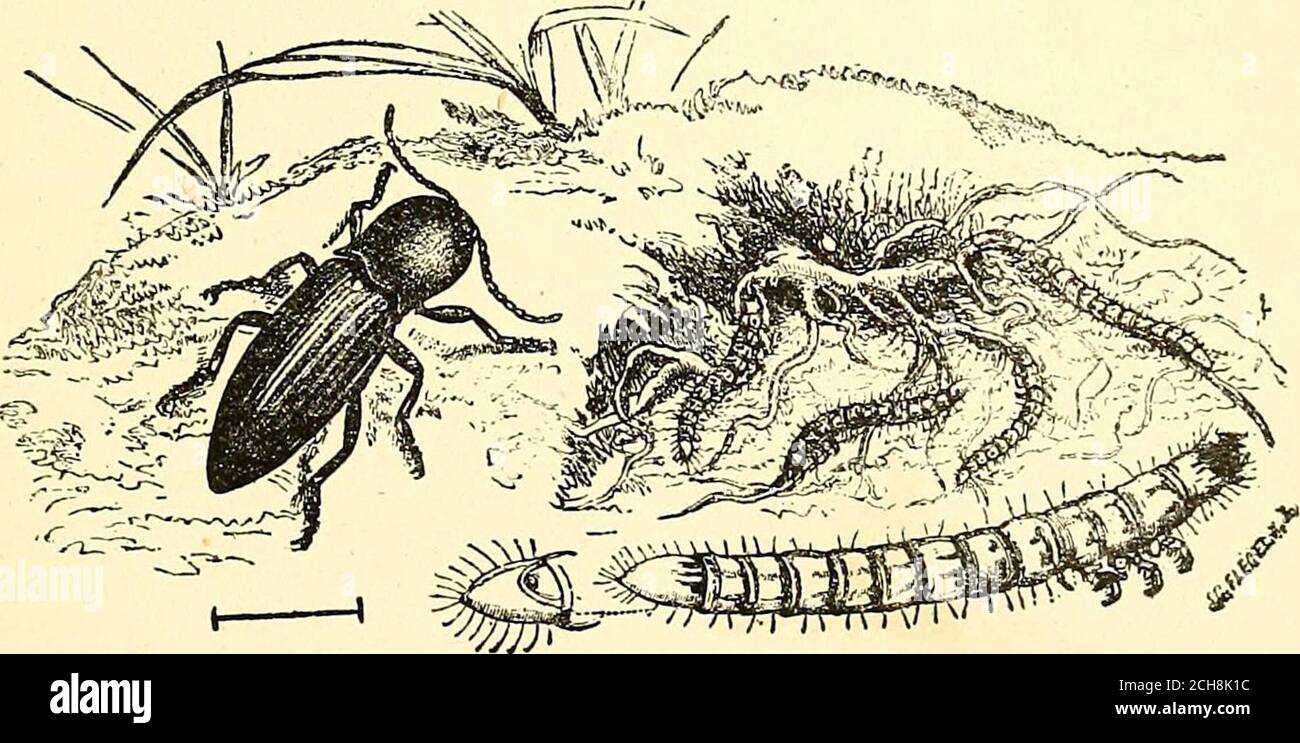 . Injurious insects and the use of insecticides [microform] : a new ...