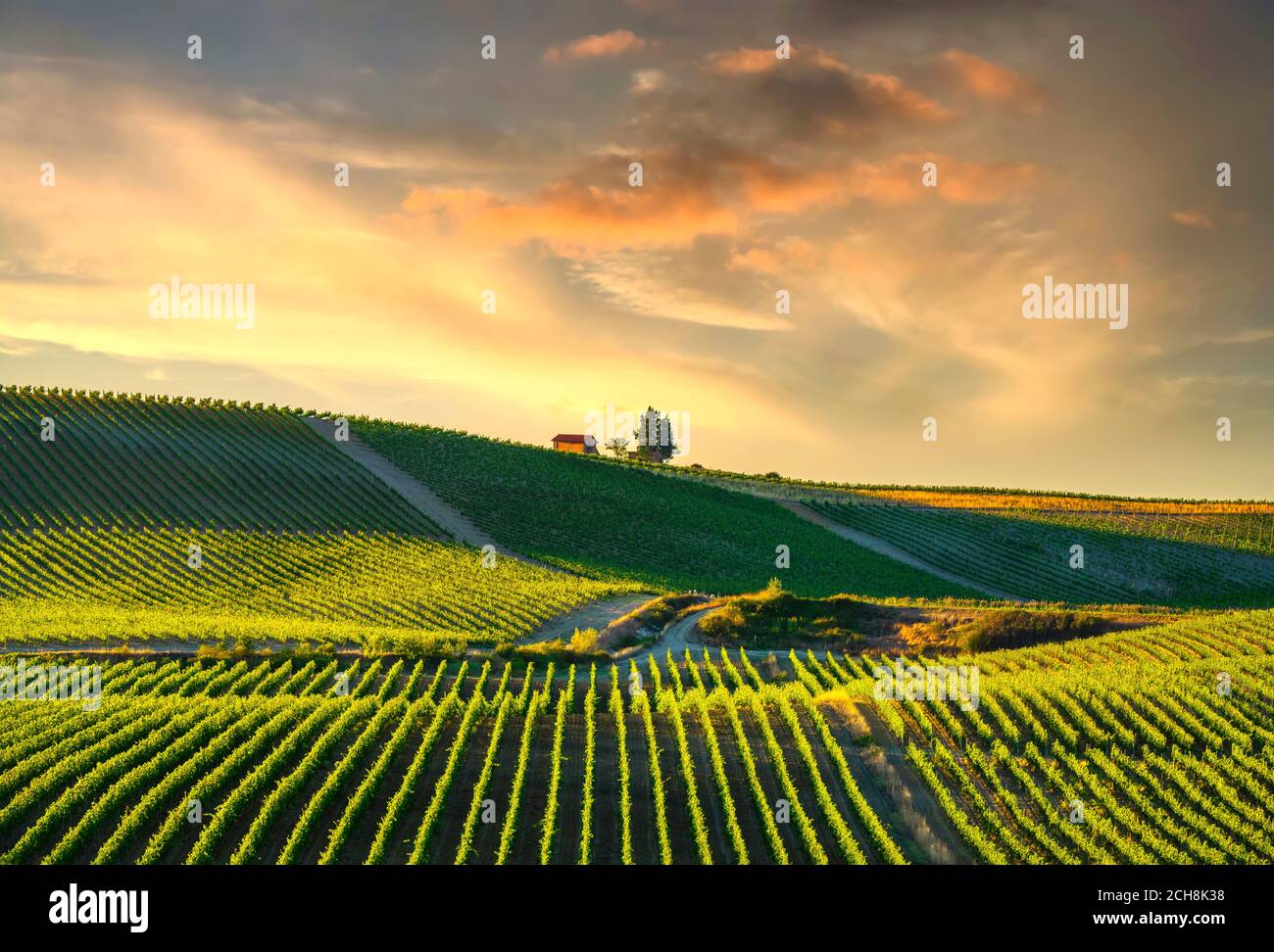 Vineyard at sunset. Castellina in Chianti, Tuscany, Italy, Europe. Stock Photo