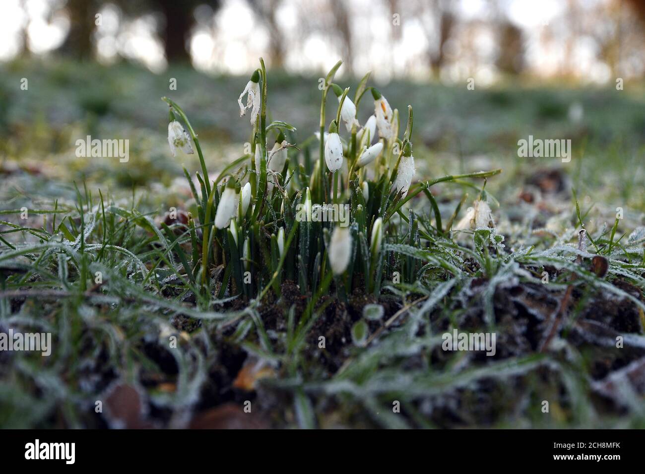 Frost covers some snowdrops which have flowered on the Kingston Lacy Estate in Dorset, as Britain awoke to another icy start with a risk of fog affecting the morning rush hour. Stock Photo