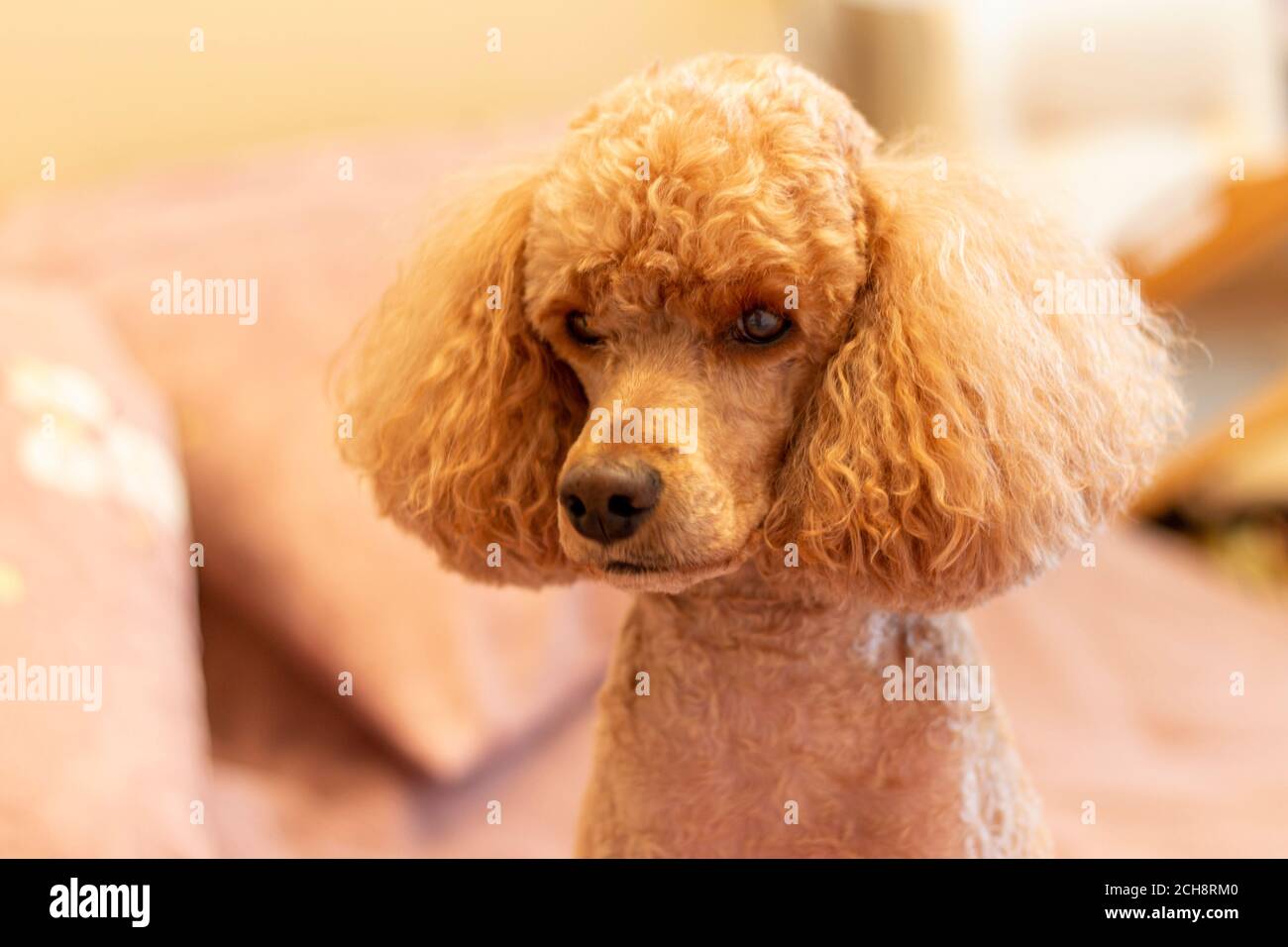 Poodle fluffy 2025