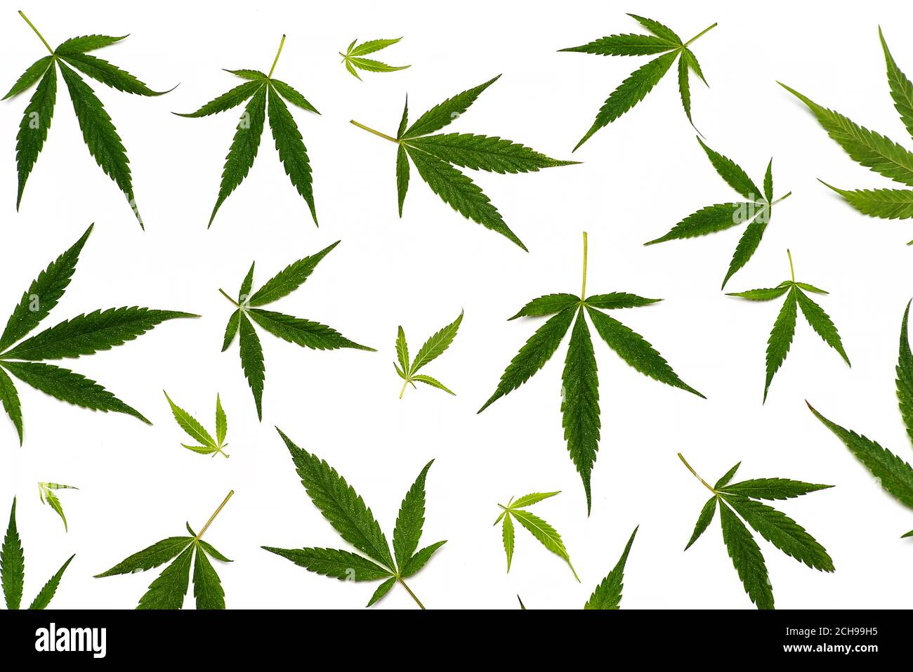 Pattern of marijuana cannabis leaves on white background flat lay Stock Photo