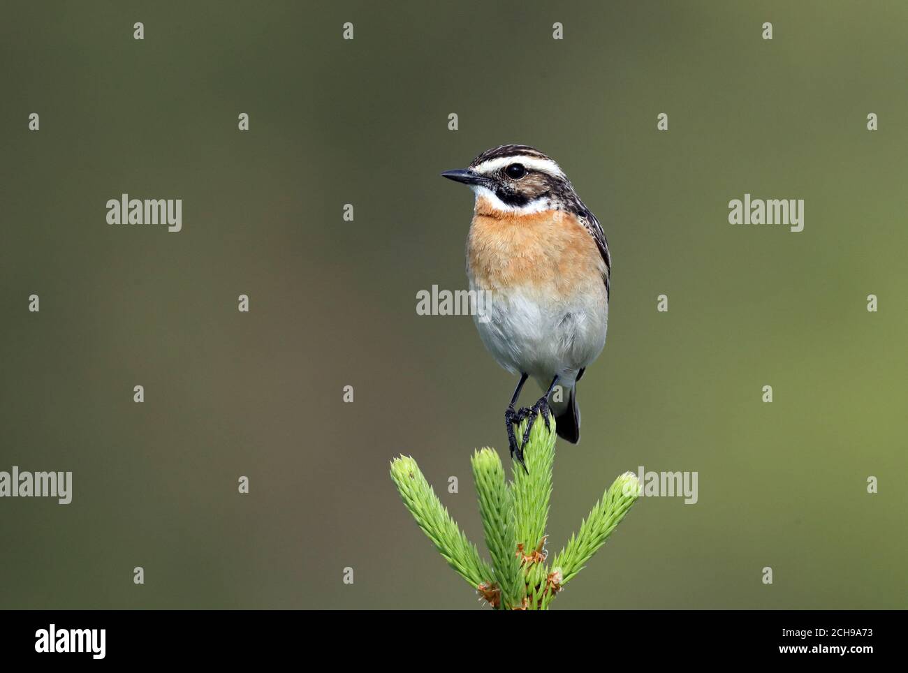 Whinchat, Saxicola rubetra, sitting on Spruce tree top Stock Photo