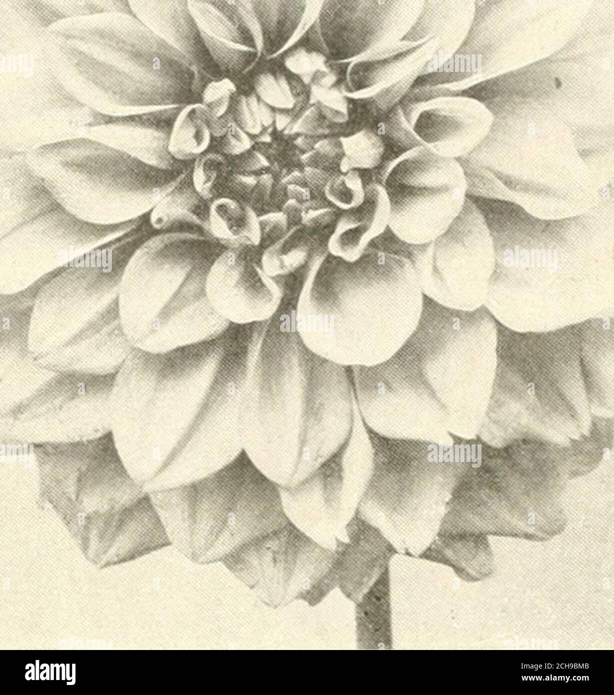 . The dahlia; a practical treatise on its habits, characteristics cultivation and history . rmine, striped red and tipped white; curled and twisted petals. Professor Mansfield A pleasing combination of yellow, red and white. Propaganda—Large and fine; primrose yellow, lightly suffused red. Queen Mary An improvement over Delice, with full rounded center and a softer shade of pink. Richmond—An improved Jack Rose; an early, profuse bloomer; color rich glowing crimson. Roem van Nykerk—Dark rich purple. Sherlock Holmes—A distinct lilac blue sliade. Source de Feu—Orange red, suffused yellow. Souv. d Stock Photo