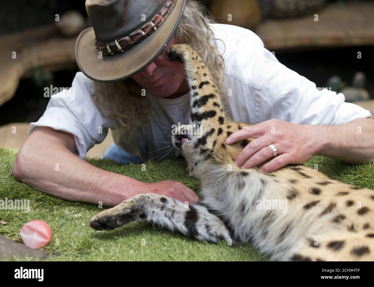 Iain Newby with his serval cat Squeaks, aged 1 1/2, at his home in Great Wakering, Essex, as lions, wolves and deadly venomous snakes are among thousands of dangerous animals being kept on private properties across the UK, figures have revealed. Stock Photo