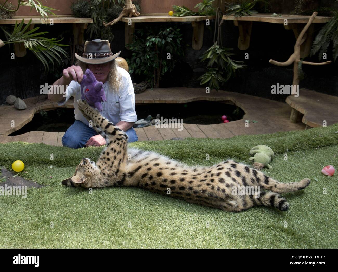 EMBARGOED TO 0001 MONDAY MAY 23 Iain Newby with his serval cat Squeaks, aged 1 1/2, at his home in Great Wakering, Essex, as lions, wolves and deadly venomous snakes are among thousands of dangerous animals being kept on private properties across the UK, figures have revealed. Stock Photo