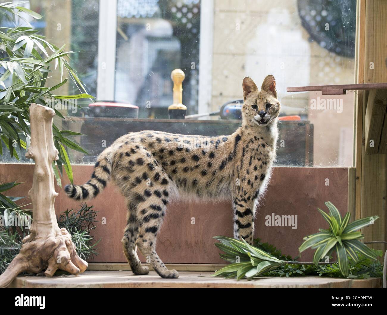 EMBARGOED TO 0001 MONDAY MAY 23 Serval cat Squeaks, aged 1 1/2, at his home in Great Wakering, Essex, as lions, wolves and deadly venomous snakes are among thousands of dangerous animals being kept on private properties across the UK, figures have revealed. Stock Photo