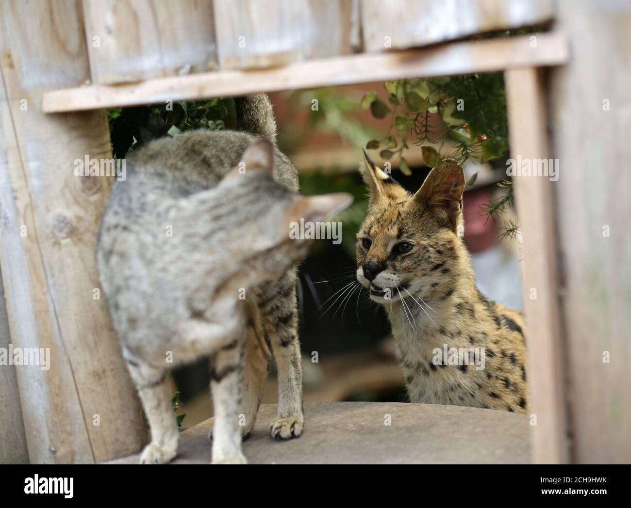 EMBARGOED TO 0001 MONDAY MAY 23 Serval cat Squeaks (right) 1 1/2, with Imogen, a 2 year-old Savannah, at their home in Great Wakering, Essex, as lions, wolves and deadly venomous snakes are among thousands of dangerous animals being kept on private properties across the UK, figures have revealed. Stock Photo