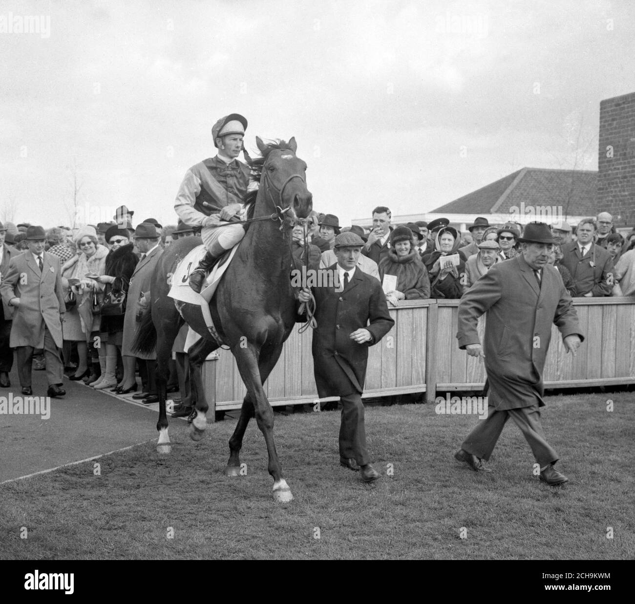 Nijinsky, with Lester Piggott in the saddle, is led in after his victory in the 2,000 Guineas at Newmarket. The racehorse, trained by Vincent O'Brien and owned by Charles Englehard, gave Lester his third Guineas win and his 14th success in classic races. Stock Photo