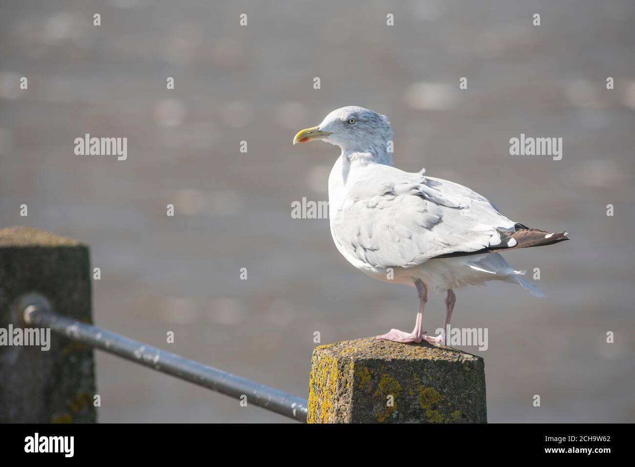 Gull standing on a post, Silloth, Cumbria Stock Photo